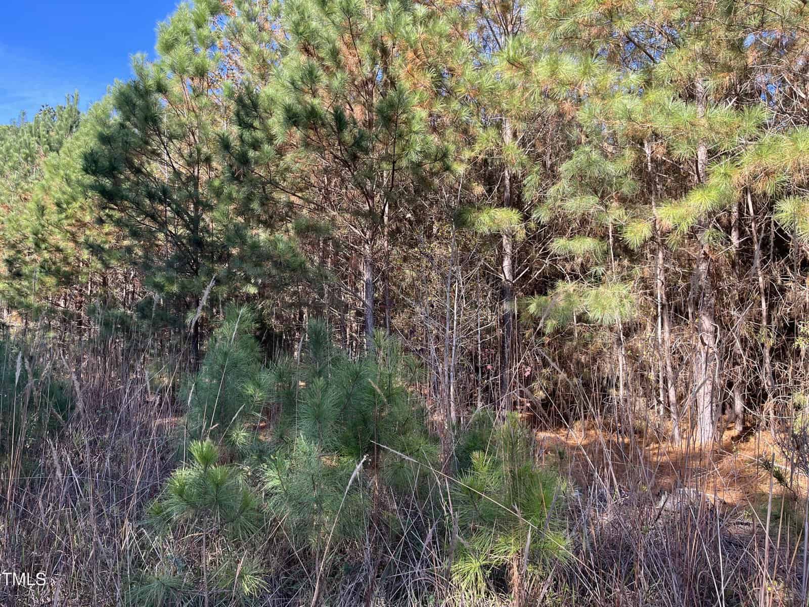 A dense cluster of young pine trees grows behind tall, dry grasses under a clear blue sky, with sunlight filtering through the branches.