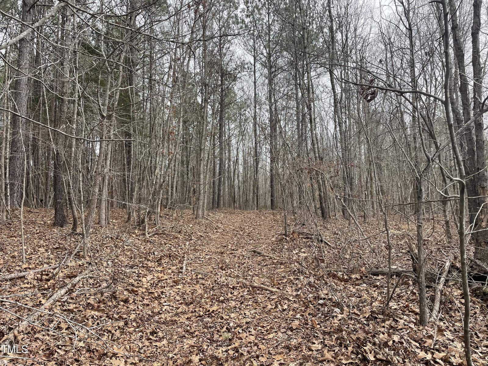 A forest path covered with dry leaves stretches into the distance. Leafless trees with thin trunks line the trail under a cloudy sky, creating a quiet, wintry atmosphere.