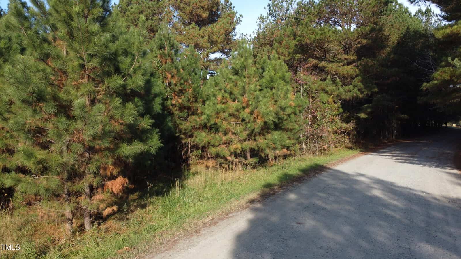 Dirt road bordered by a dense forest of evergreen trees under a clear blue sky. Sunlight casts shadows on the road from the trees.
