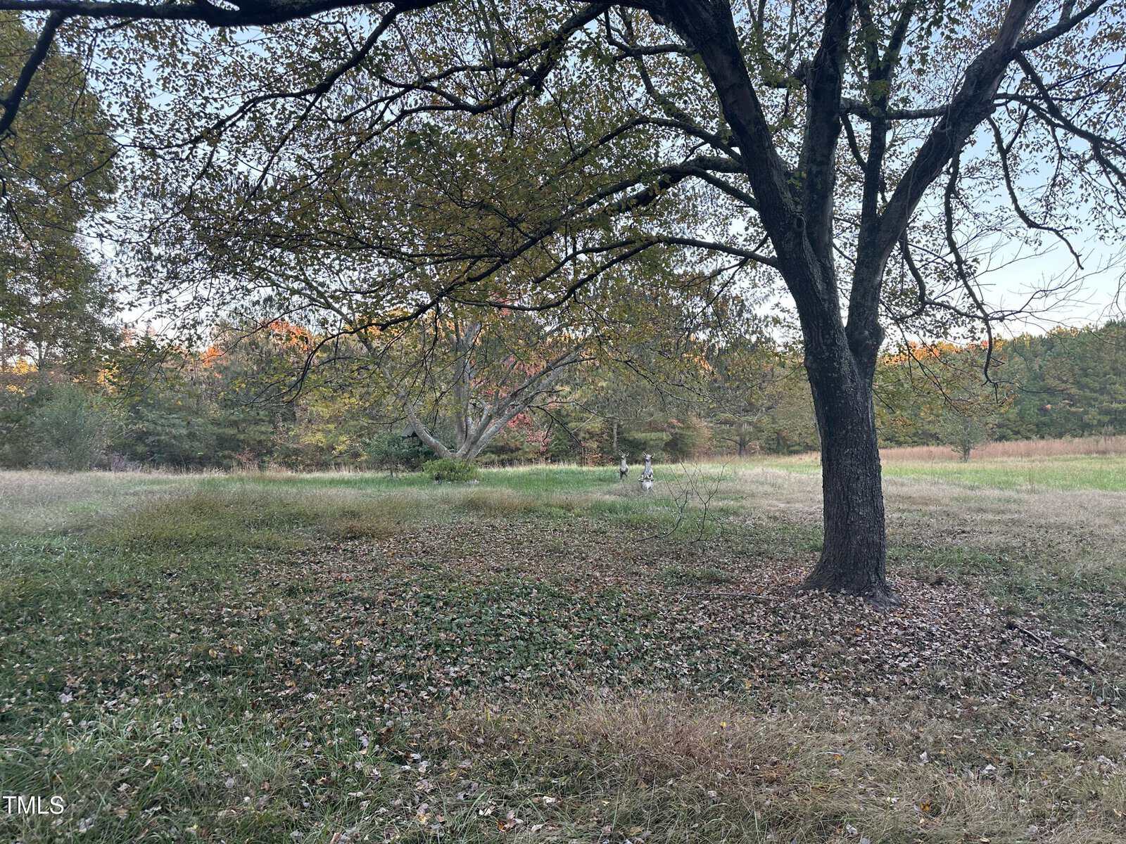 A large tree with sparse leaves stands in a grassy field with some fallen leaves. In the background, there are more trees and two people walking amidst autumn foliage. The sky is clear.