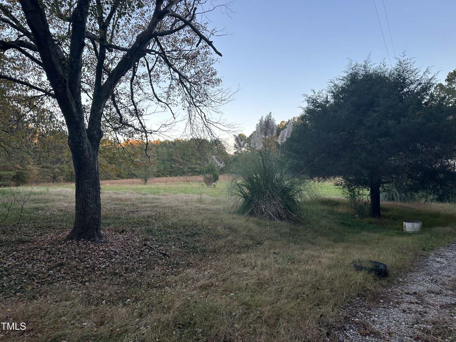 A grassy field with scattered trees and a shrub, under a clear sky. The foreground includes dried leaves on the ground and a small white container. The scene is framed by tall trees, and a wooded area is visible in the background.