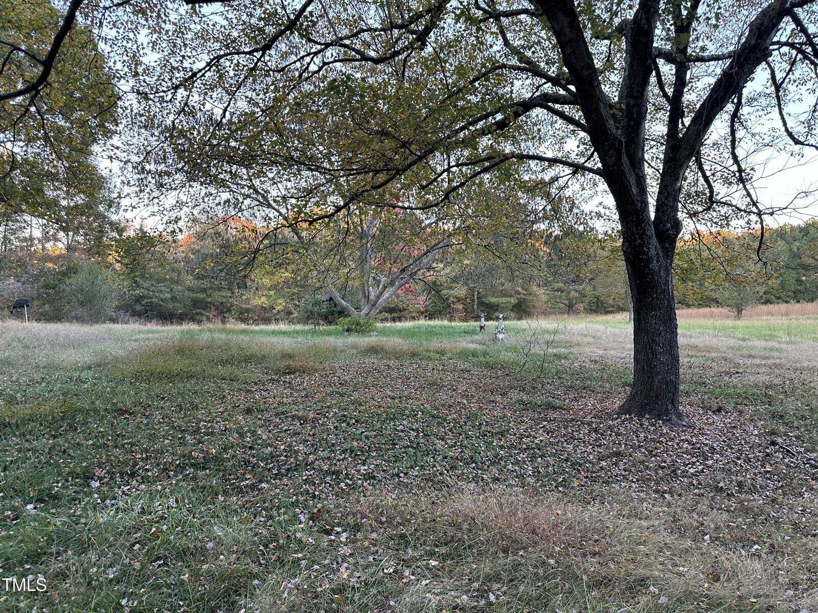 A large tree stands in a grassy field with fallen leaves scattered around. In the background, additional trees line the horizon under an overcast sky. A person is visible in the distance, near another tree.