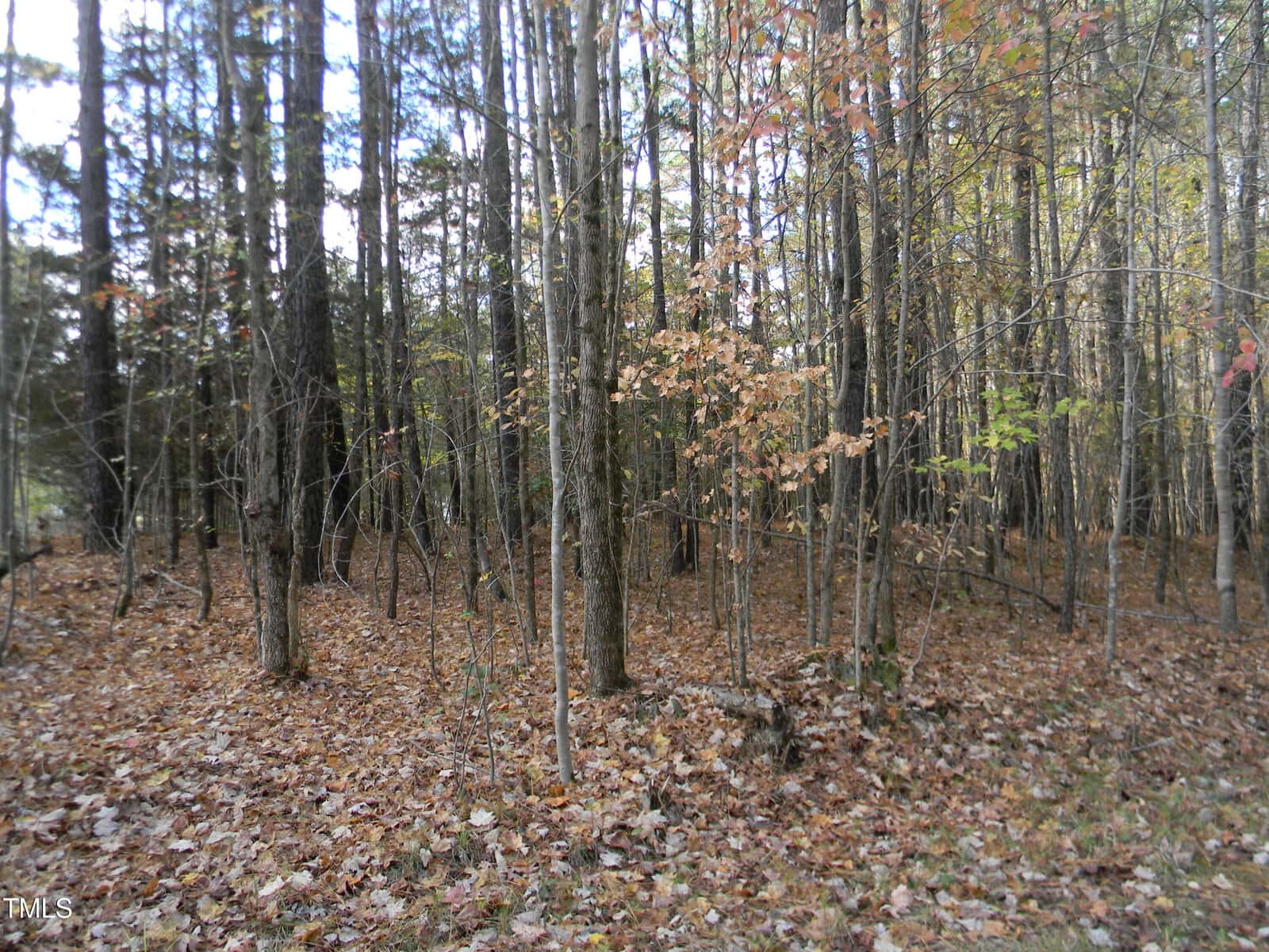 A dense forest scene with tall, thin trees at Lot 10 Sarah Lane, surrounded by a blanket of fallen leaves. The ground is covered with autumn foliage, and sunlight filters through the branches, casting soft shadows on the forest floor.