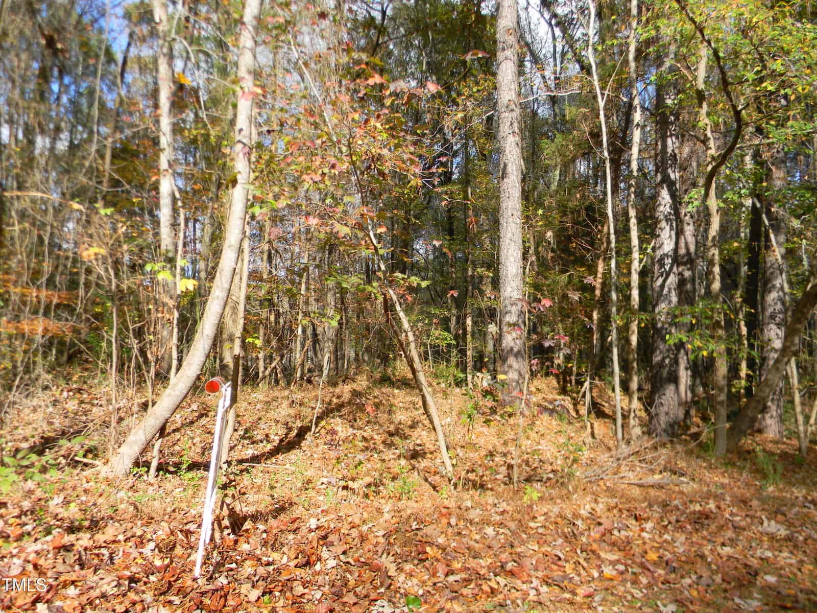 A dense forest scene with tall trees and fallen leaves covering the ground. Sunlight filters through the canopy, creating dappled shadows. A red marker on a white post stands among the foliage in the foreground.