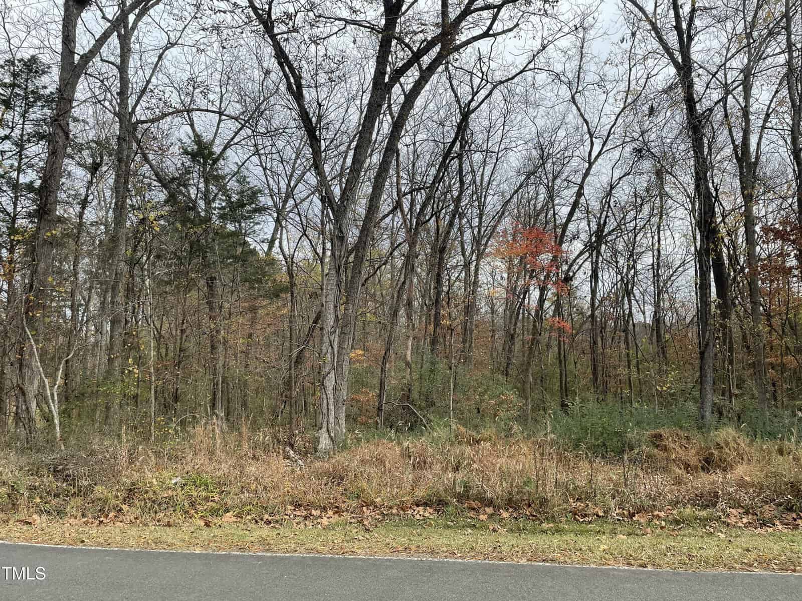 A road runs alongside a forest of mostly leafless trees in late autumn. A few trees have sparse clusters of orange leaves. The ground is covered with dry grass and fallen leaves under a cloudy sky.