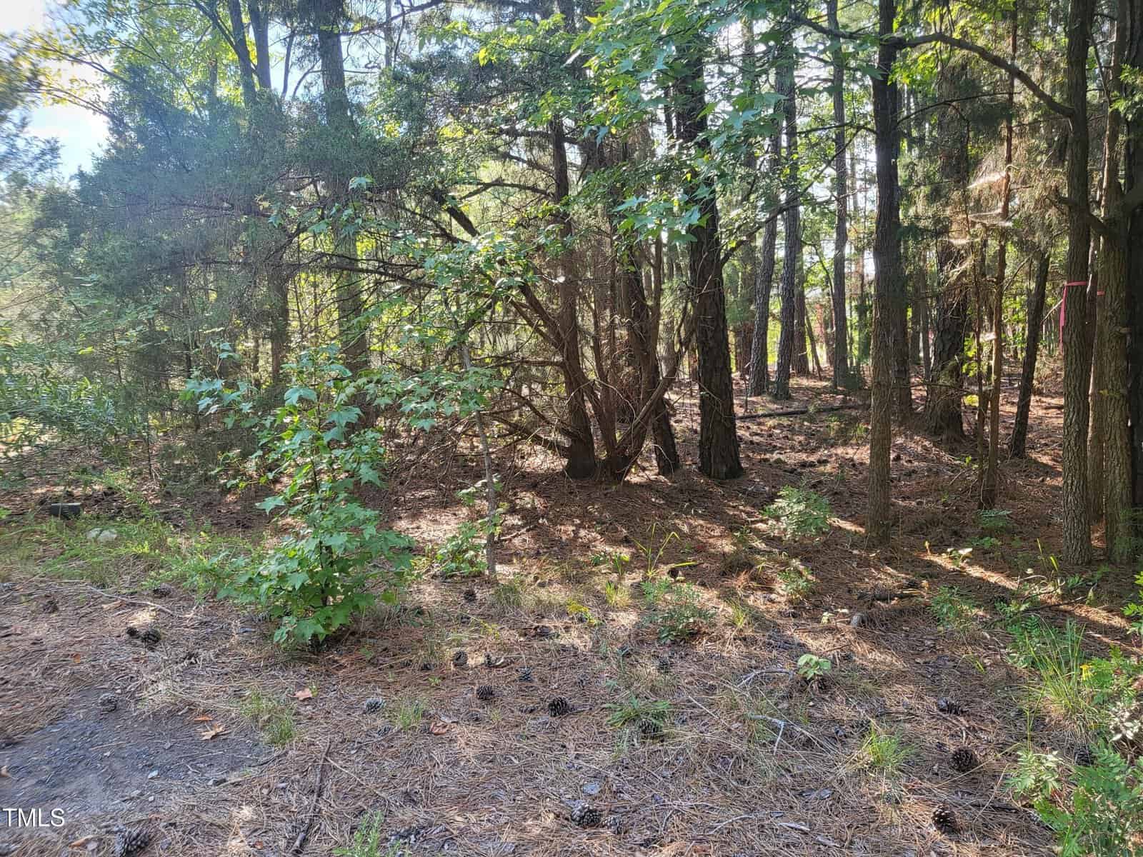 A forested area with sunlight filtering through trees, casting shadows on the ground. The forest floor is covered with pine needles and small plants. Various tree types, including pine, are visible. Sparse undergrowth and a tranquil setting.