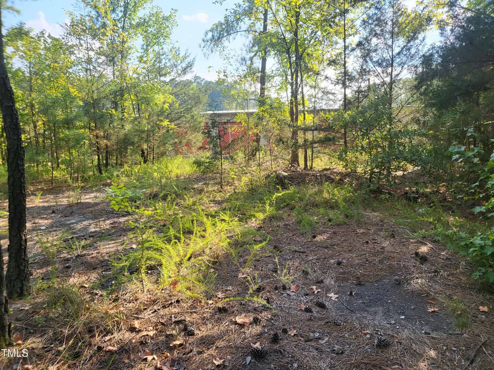 A wooded area with tall trees and scattered ferns and pine needles on the ground. A red structure is partially visible through the trees in the background under a clear blue sky.
