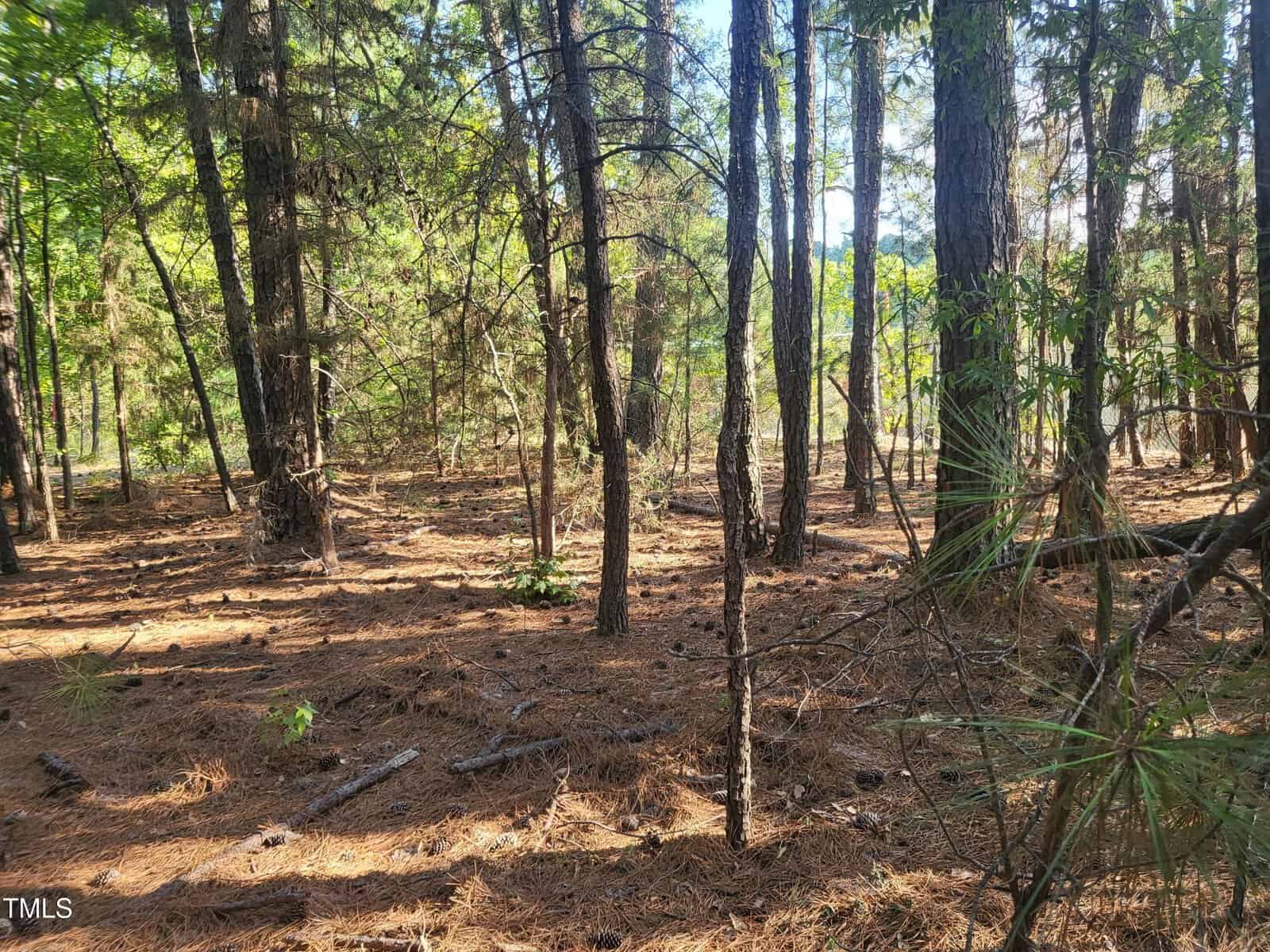 A forest scene with tall, slender trees and a ground covered in brown pine needles. Sunlight filters through the foliage, creating dappled light on the forest floor.