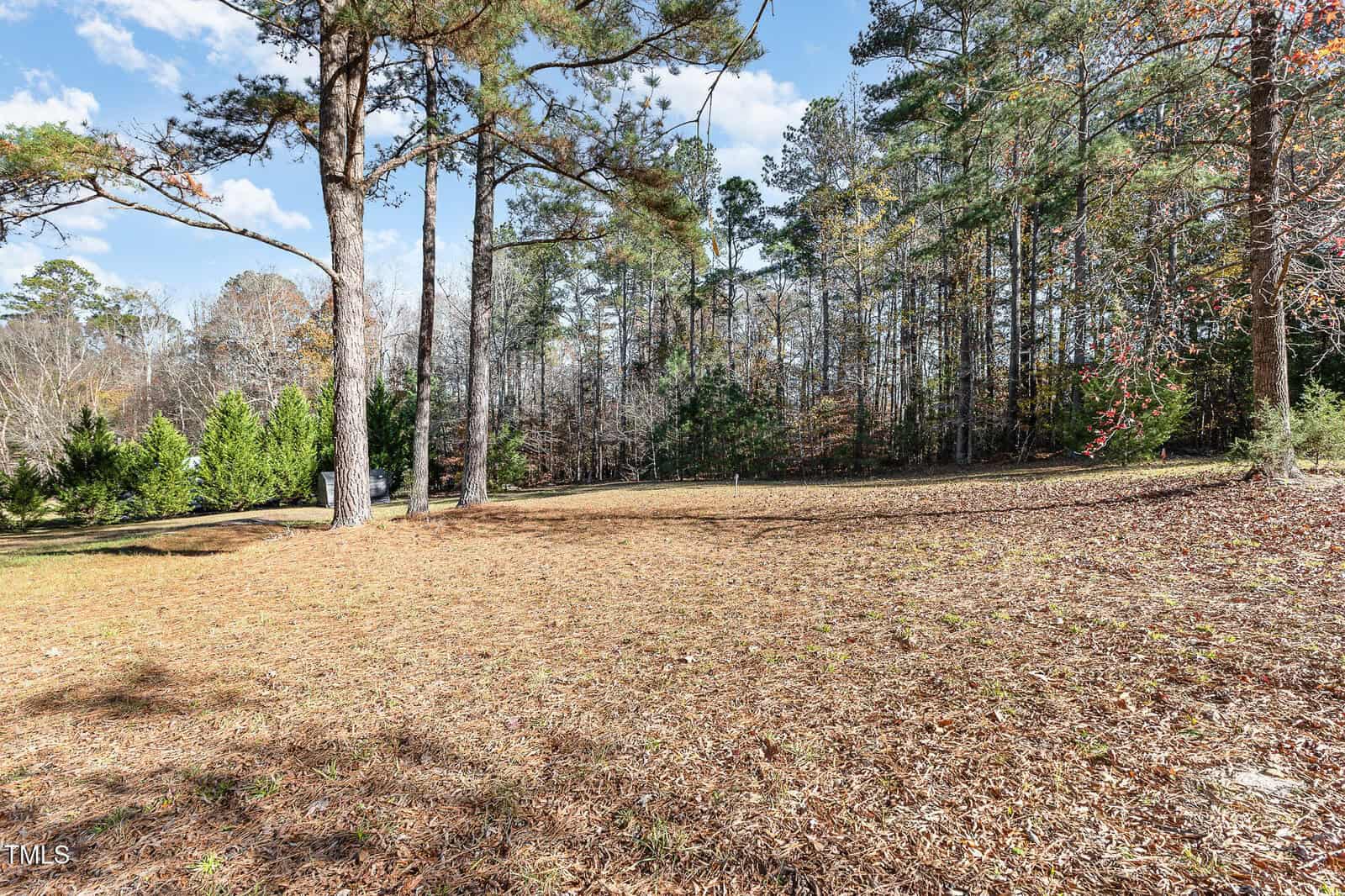 Open wooded area with tall pine trees, fallen pine needles covering the ground, and a clear blue sky with scattered clouds in the background. Dense trees border the scene.