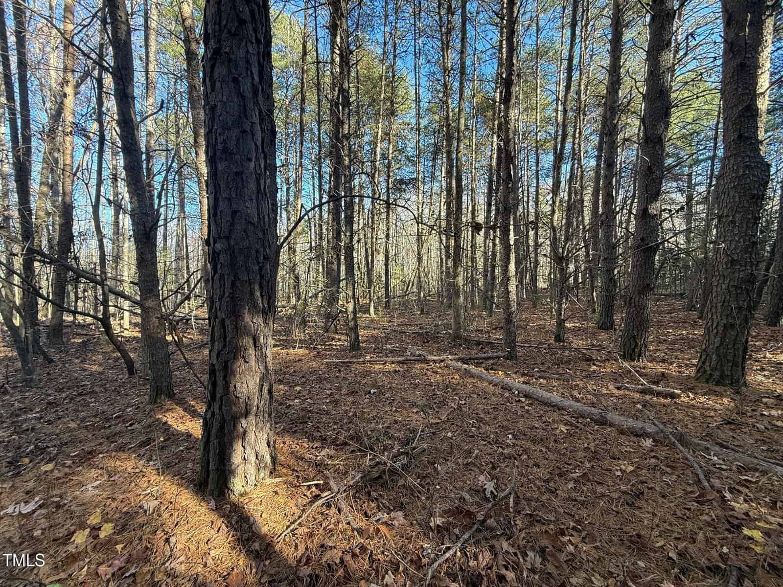 A forest scene with tall pine trees and a carpet of fallen leaves and pine needles. Sunlight filters through the trees, casting shadows on the forest floor. Some branches and twigs are scattered throughout.