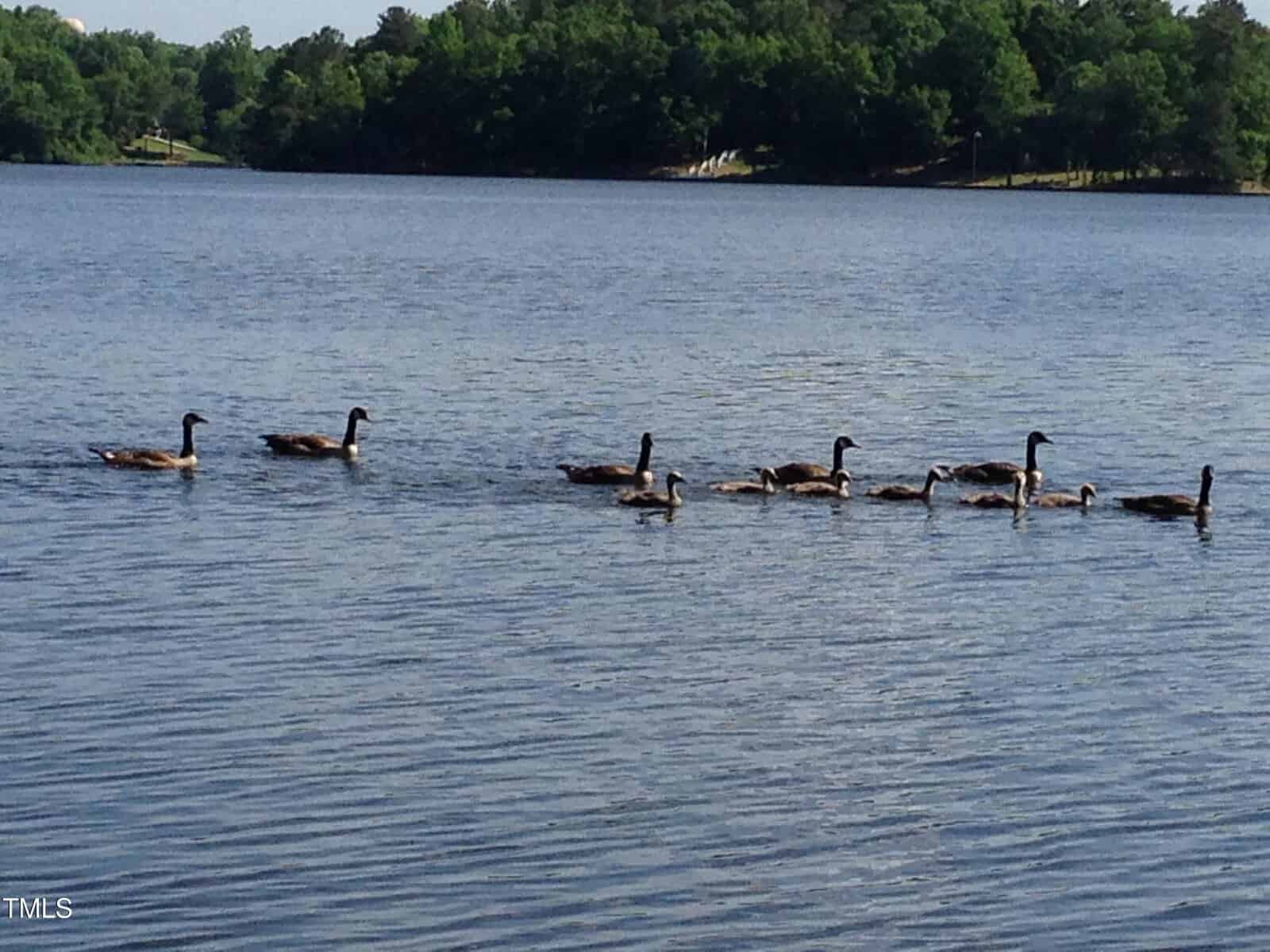 A group of ducks swims in a line across a calm lake, with green trees and a shoreline visible in the background under a clear sky.