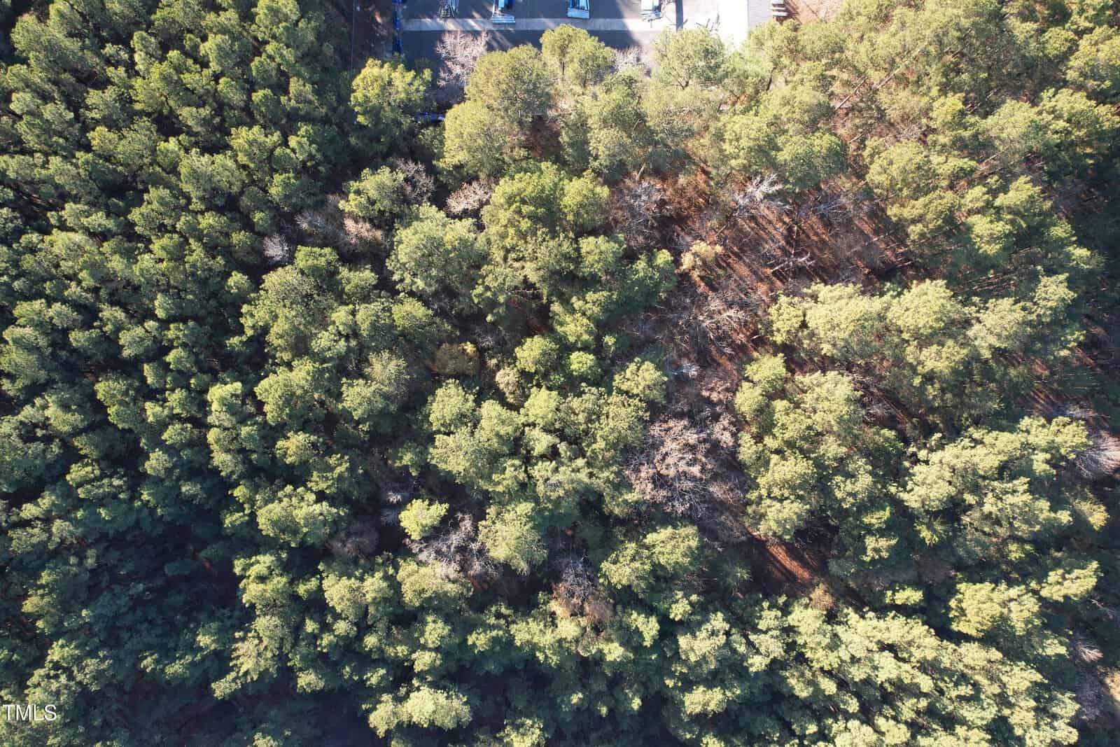 Aerial view of a dense forest with tall green trees. The sunlight filters through the foliage, creating patches of light and shadow. A small section of a structure with a paved surface is visible at the top edge of the image.