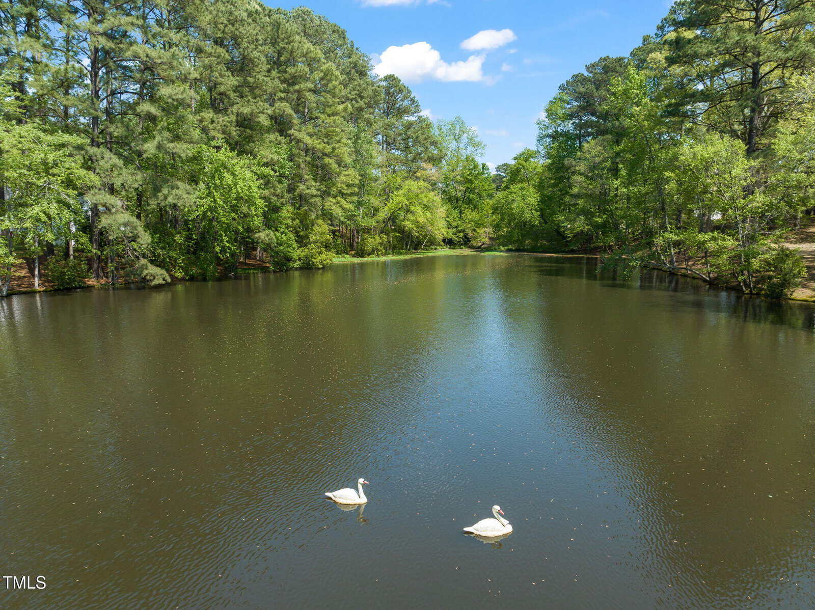 A pond surrounded by dense green trees under a partly cloudy sky, with two white swans swimming near the center of the water.