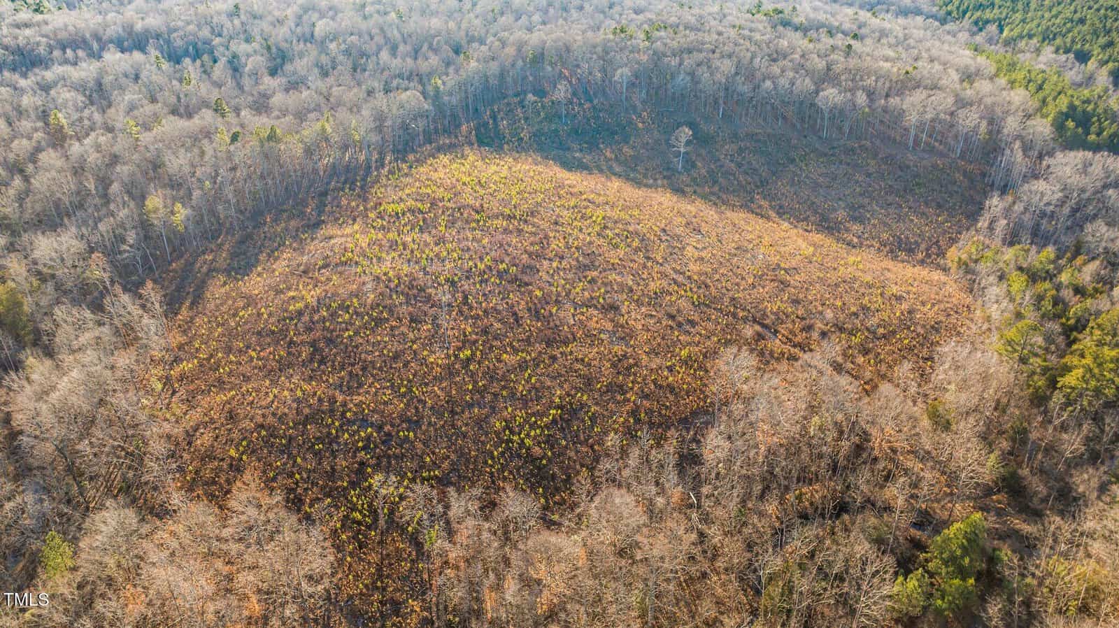 Aerial view of a large, barren hill surrounded by a forest of leafless trees. The hilltop is covered with sparse vegetation in muted brown and green shades. The surrounding forest appears dense, with a mix of leafless and evergreen trees.