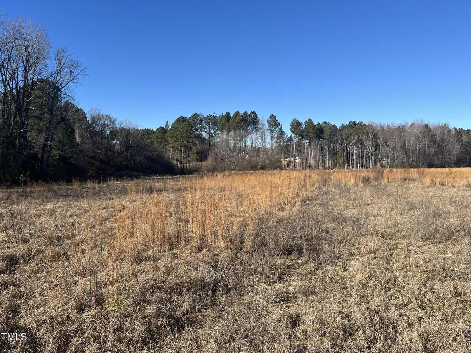 A field with tall dry grass and sparse vegetation under a clear blue sky, bordered by a line of trees in the background. A small structure is partially visible in the distance among the trees.