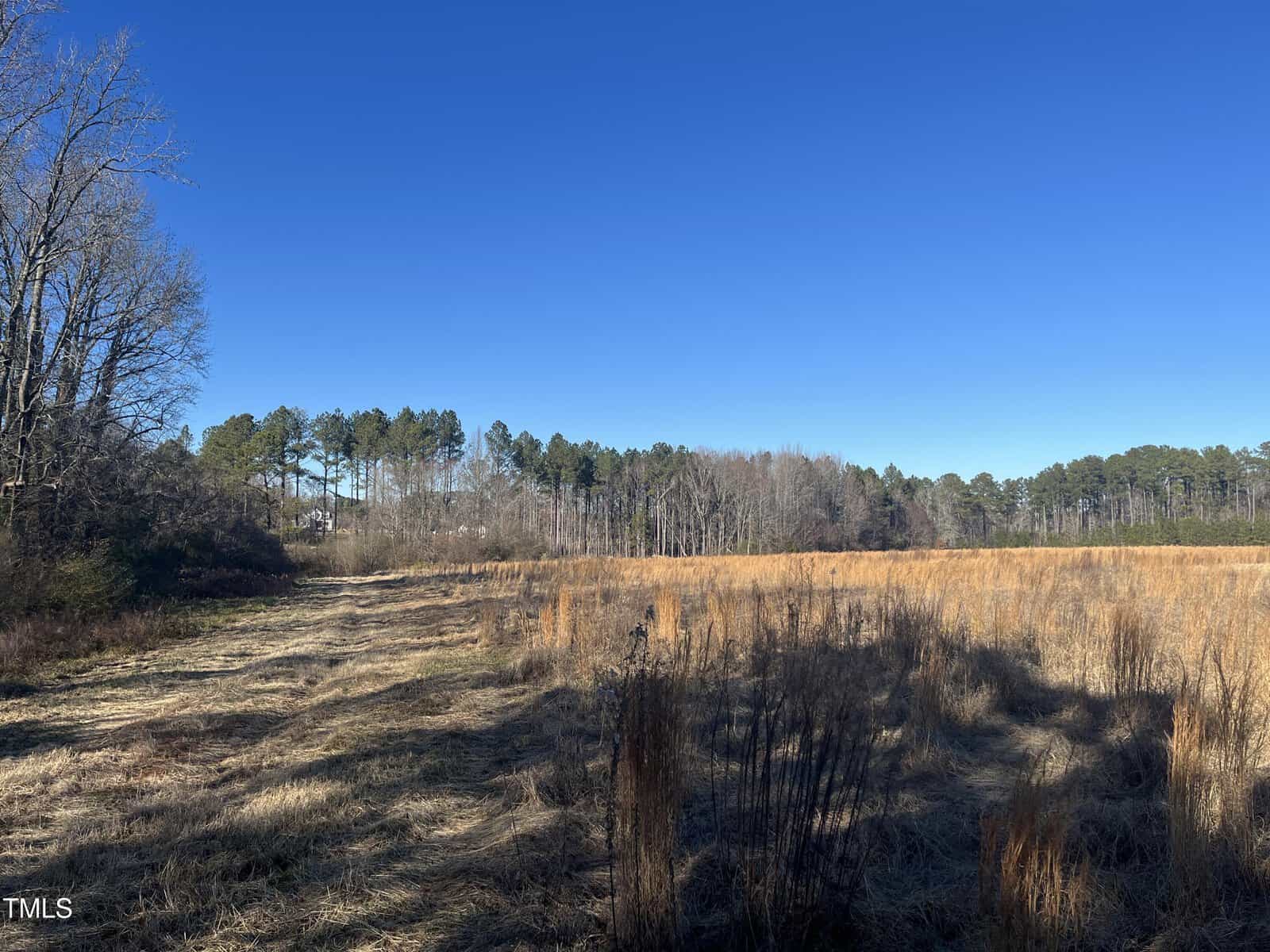 A grassy field with dry, brown vegetation under a clear blue sky, bordered by leafless and evergreen trees on the horizon. Sunlight casts shadows across the open landscape.