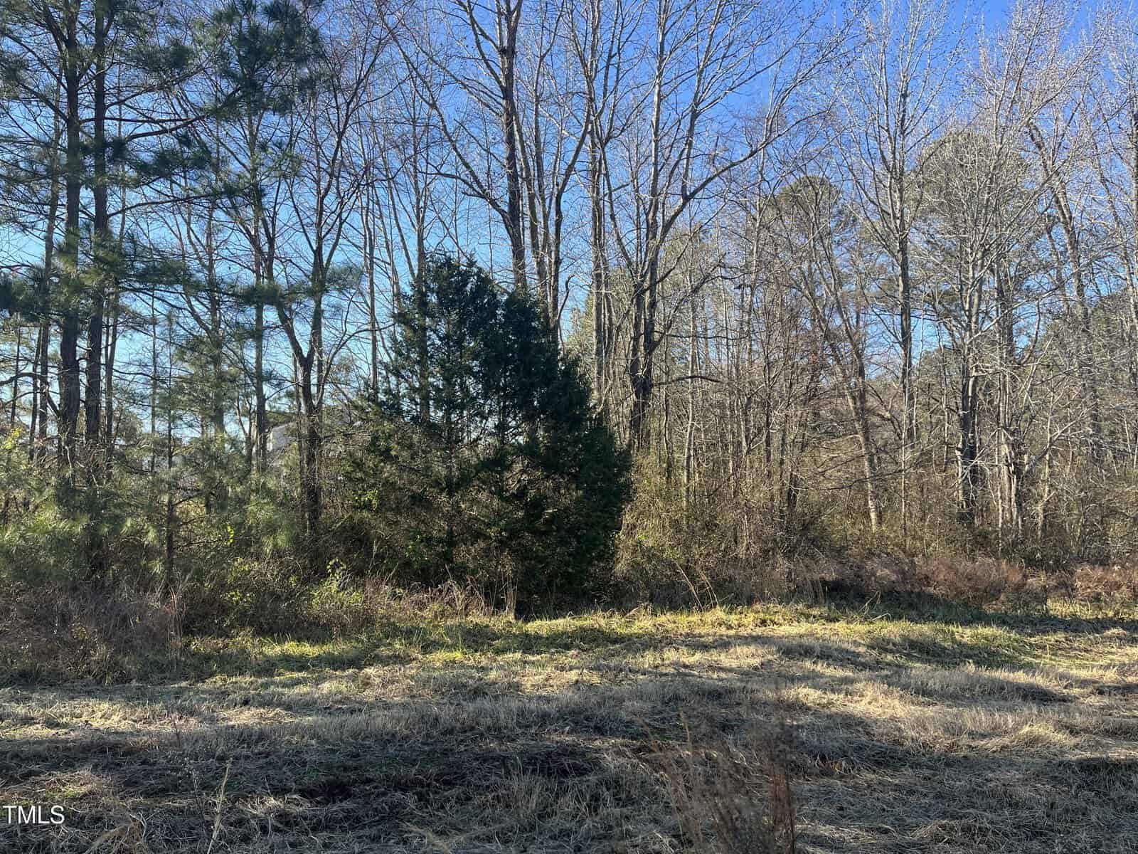 A clearing with dry grass and patches of sunlight is bordered by evergreen and leafless deciduous trees beneath a clear blue sky.