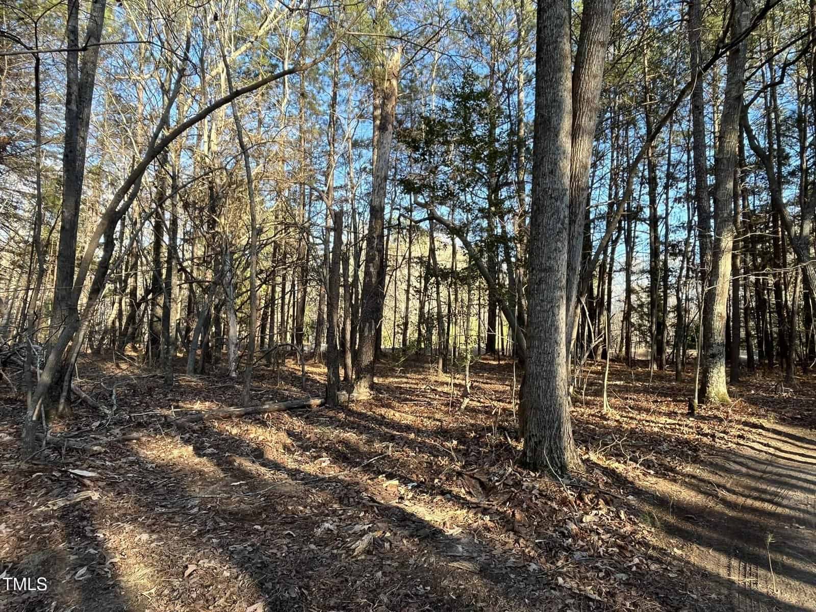 A wooded area with tall trees, bare branches, and scattered leaves covering the ground. Sunlight filters through the trees, casting long shadows, and a narrow dirt path runs along the right side of the image.