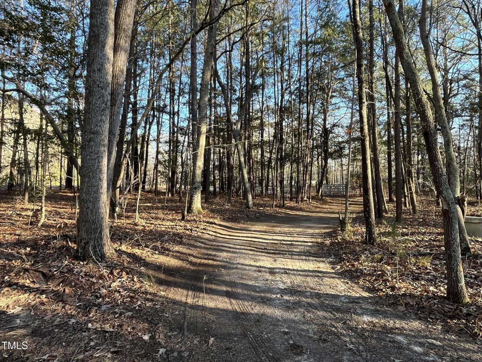 A dirt path winds through a forest with tall, leafless trees. Sunlight filters through the branches, casting long shadows on the ground covered with dry leaves. The sky is clear and blue.