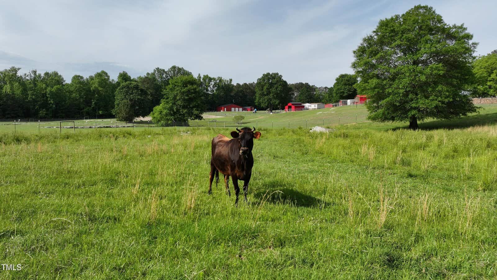 A single brown cow stands in a grassy field with trees and red barns in the background under a partly cloudy sky.