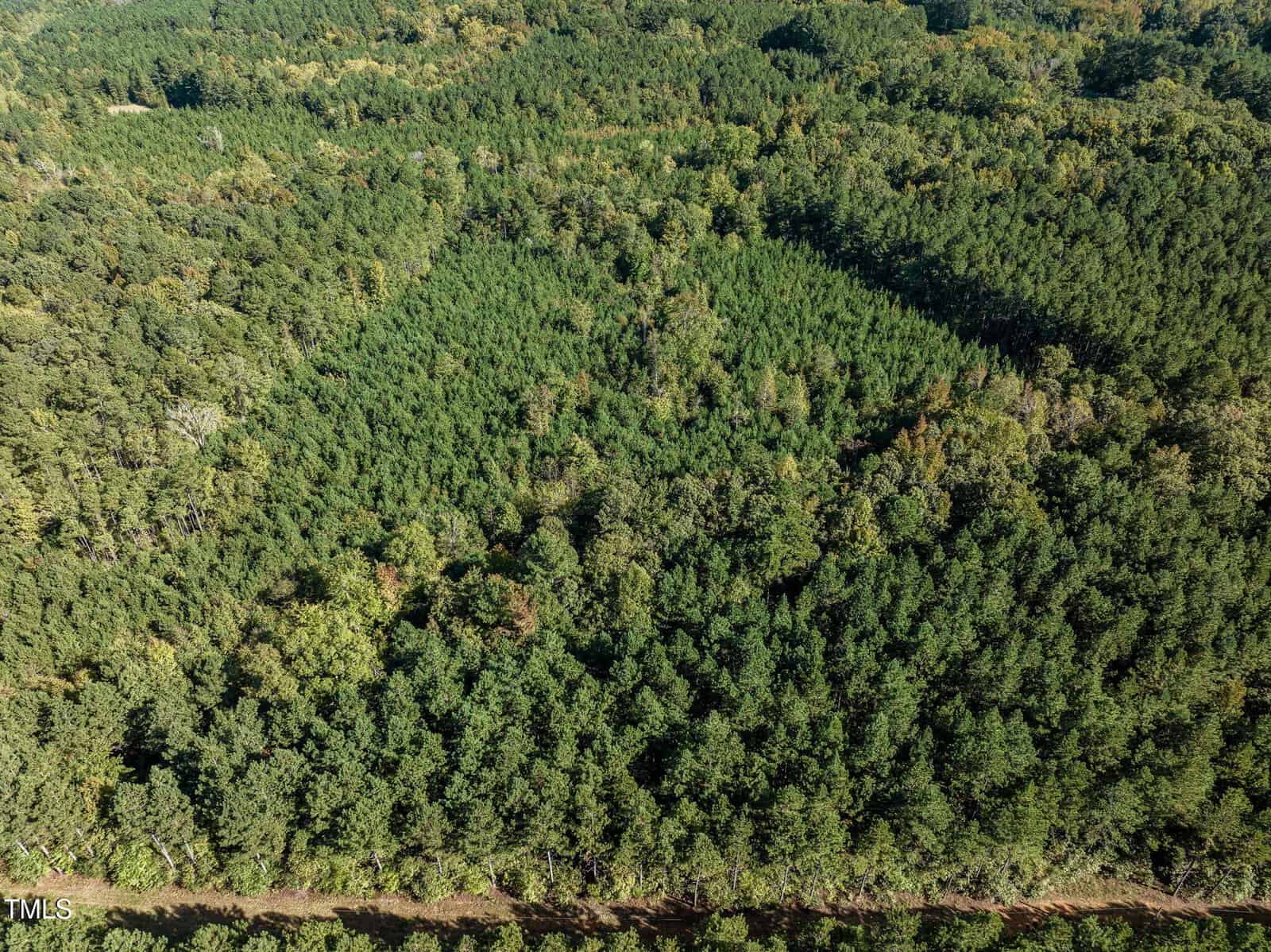 Aerial view of a dense forest with a variety of green trees. A narrow dirt path runs along the bottom edge of the image. The forest canopy appears lush and expansive, with subtle variations in tree height and leaf texture.