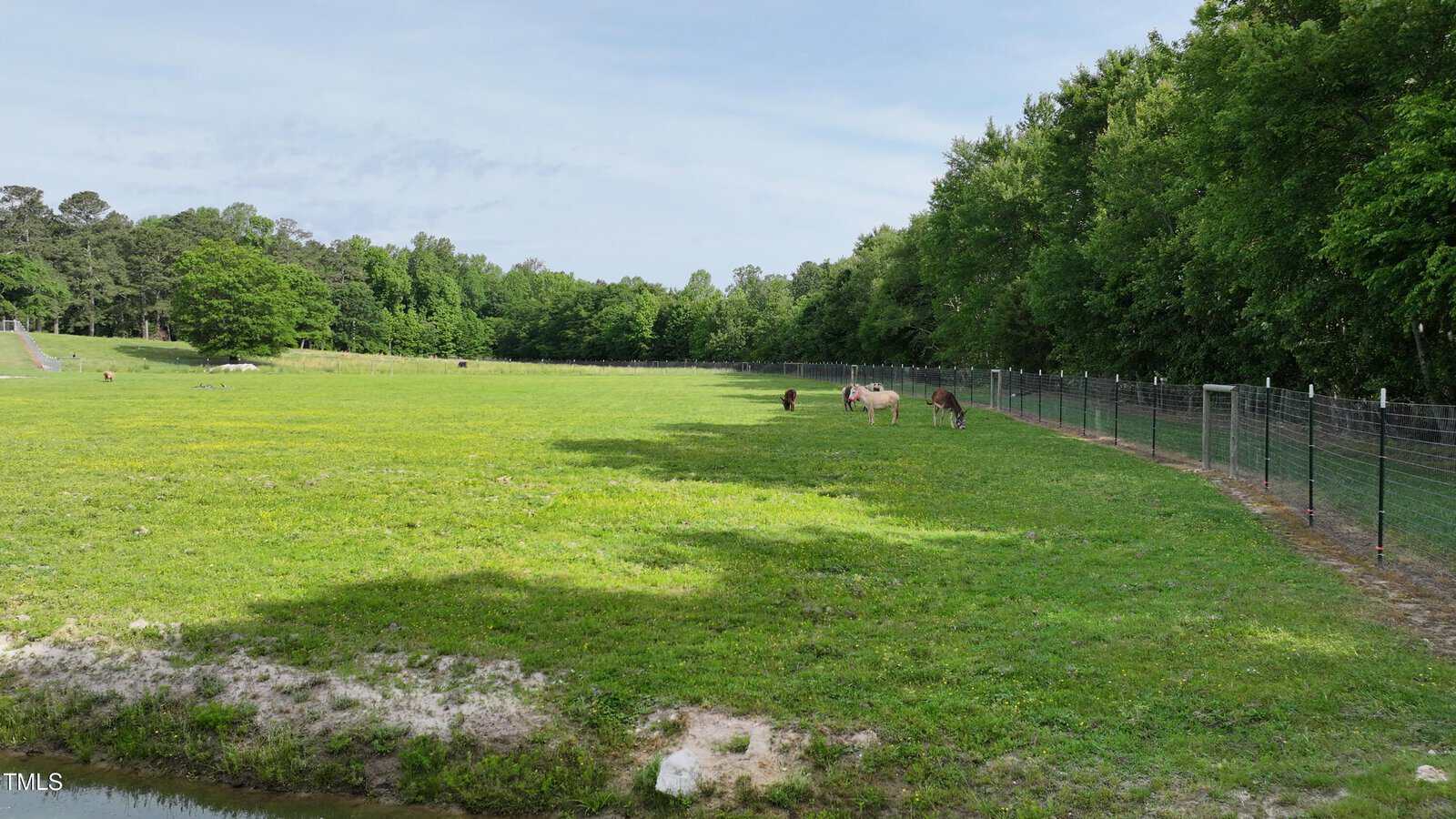 A fenced grassy field with several donkeys grazing near the center; trees border the field on two sides, and a small pond is visible in the foreground.