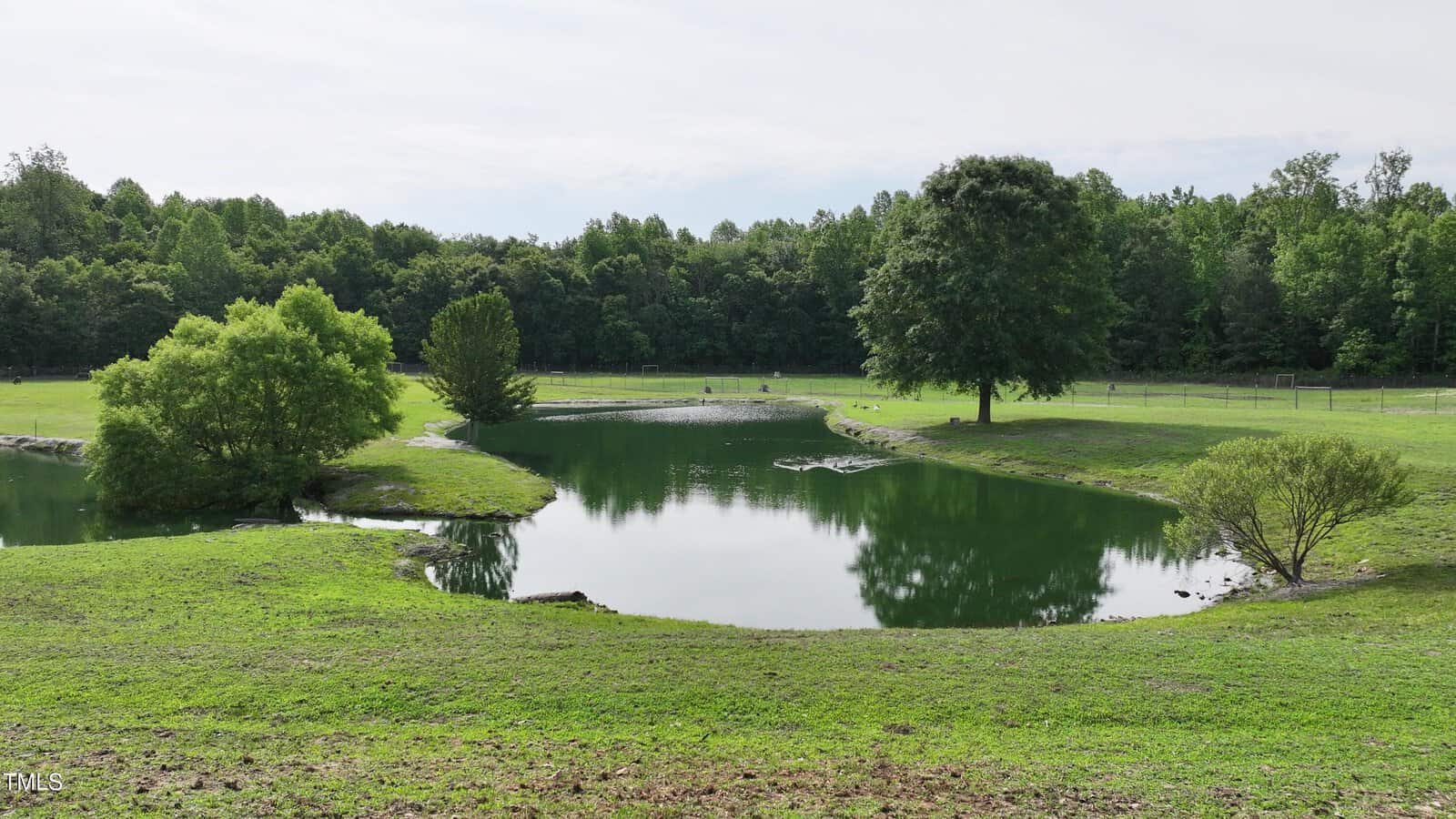 A small pond surrounded by green grass and trees under a cloudy sky. There are a few bushes and several larger trees near the water, with a dense forested area in the background.