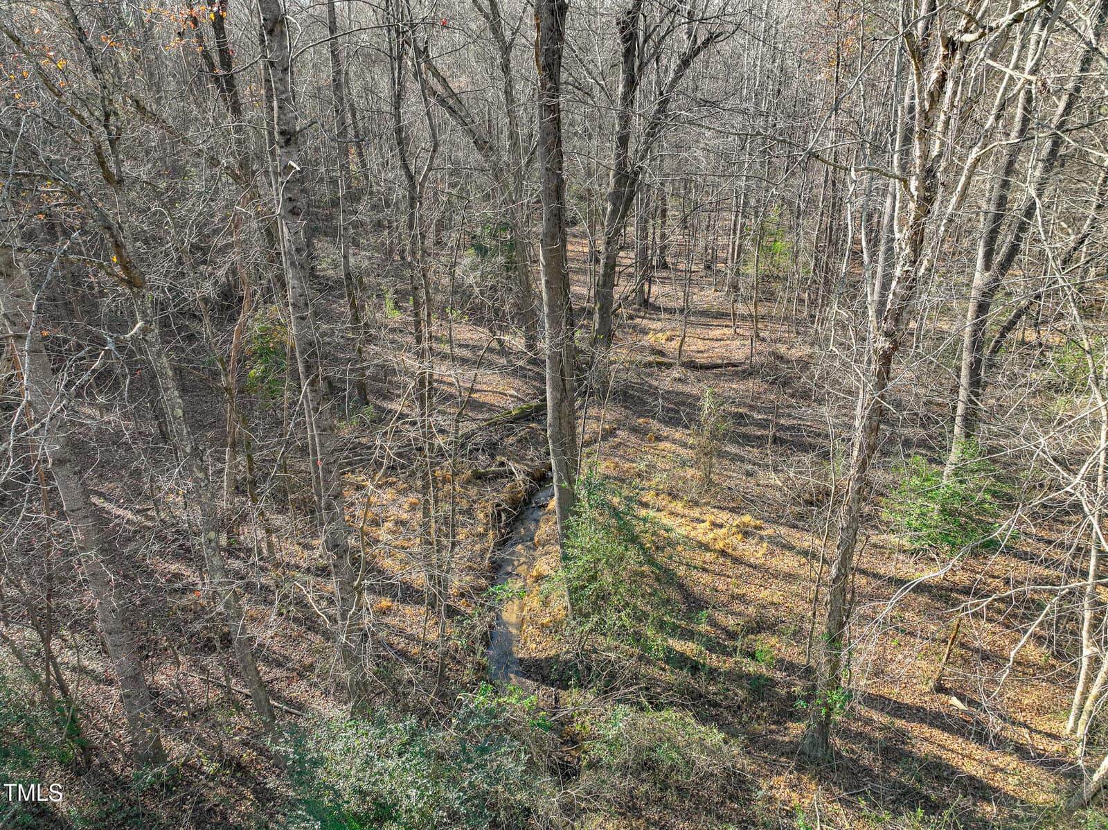 A leafless forest with tall trees and sparse undergrowth. Sunlight casts shadows on the ground, and a narrow stream winds through the center of the scene. The area appears to be in late autumn or winter.