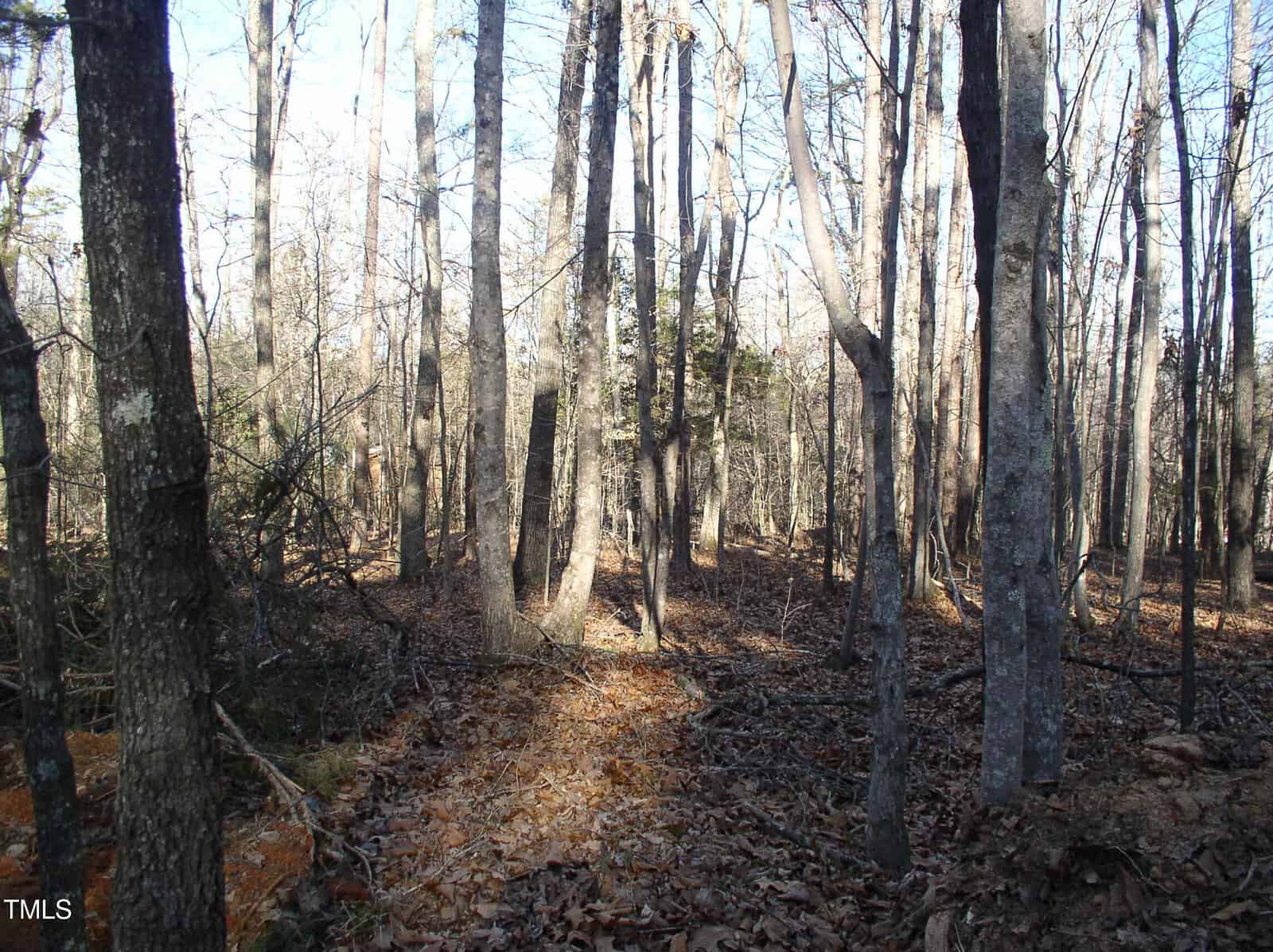 A forest scene during winter with numerous leafless trees and a ground covered in dry leaves. Sunlight filters through the branches, casting shadows and creating patches of light on the forest floor.