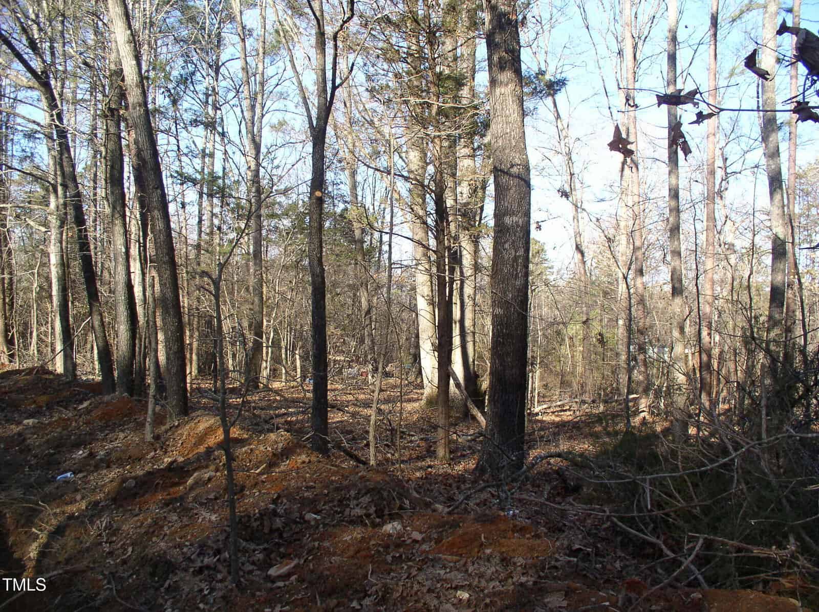 A wooded area with numerous tall, leafless trees. The ground is covered with fallen leaves and patches of brown soil. The sky is clear and blue, visible through the trees.