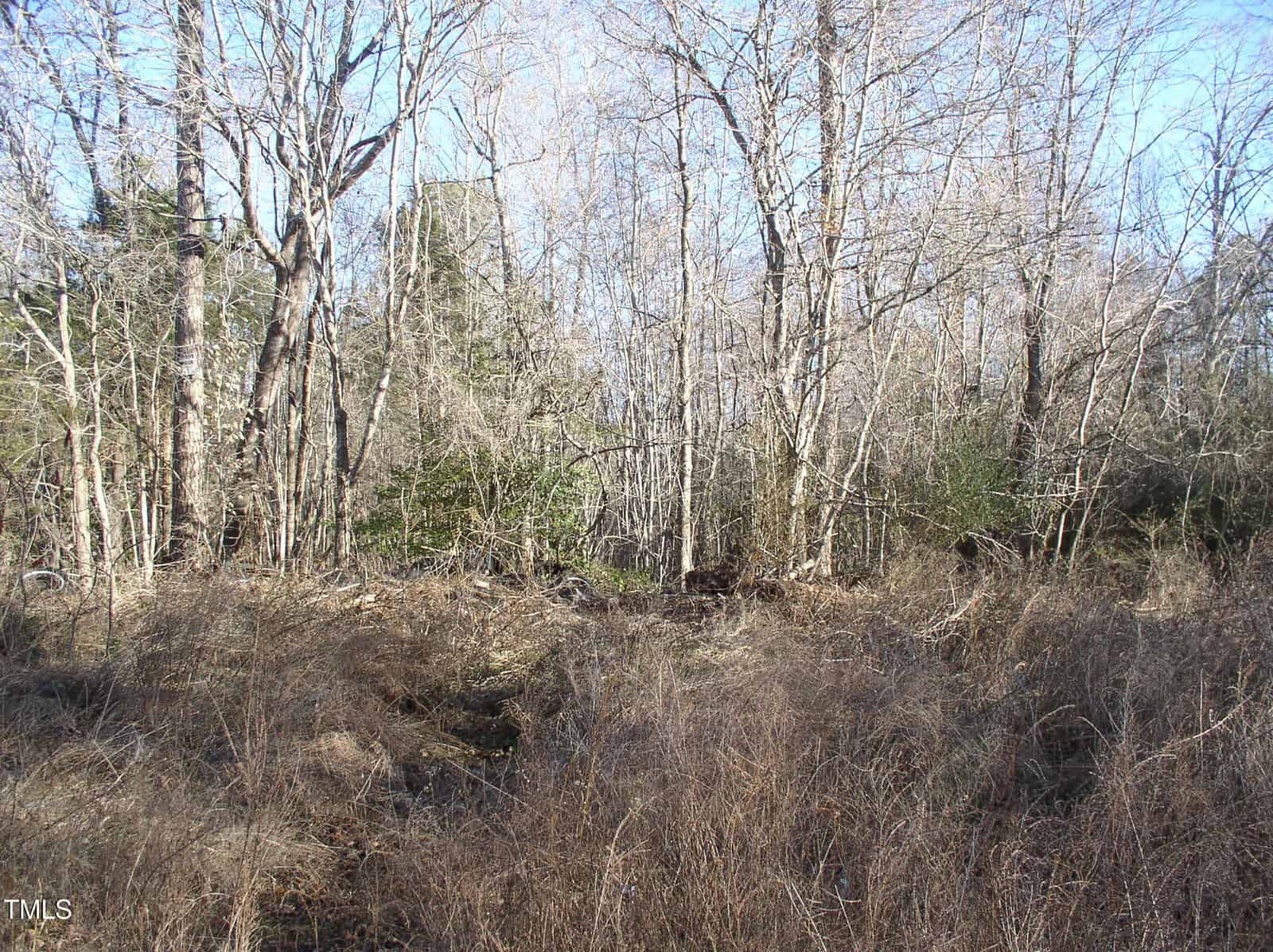 A dense thicket of leafless trees and underbrush on a clear day. The foreground is filled with dry, brown grass, while the background shows a few green evergreen trees. Sparse light filters through the branches.