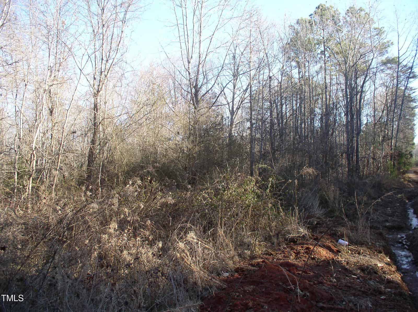 A dense, leafless forest with underbrush fills the image. Bare trees stand tall against a clear blue sky. The ground is uneven, with patches of red soil visible in the foreground. Sunlight filters through the branches, casting shadows.