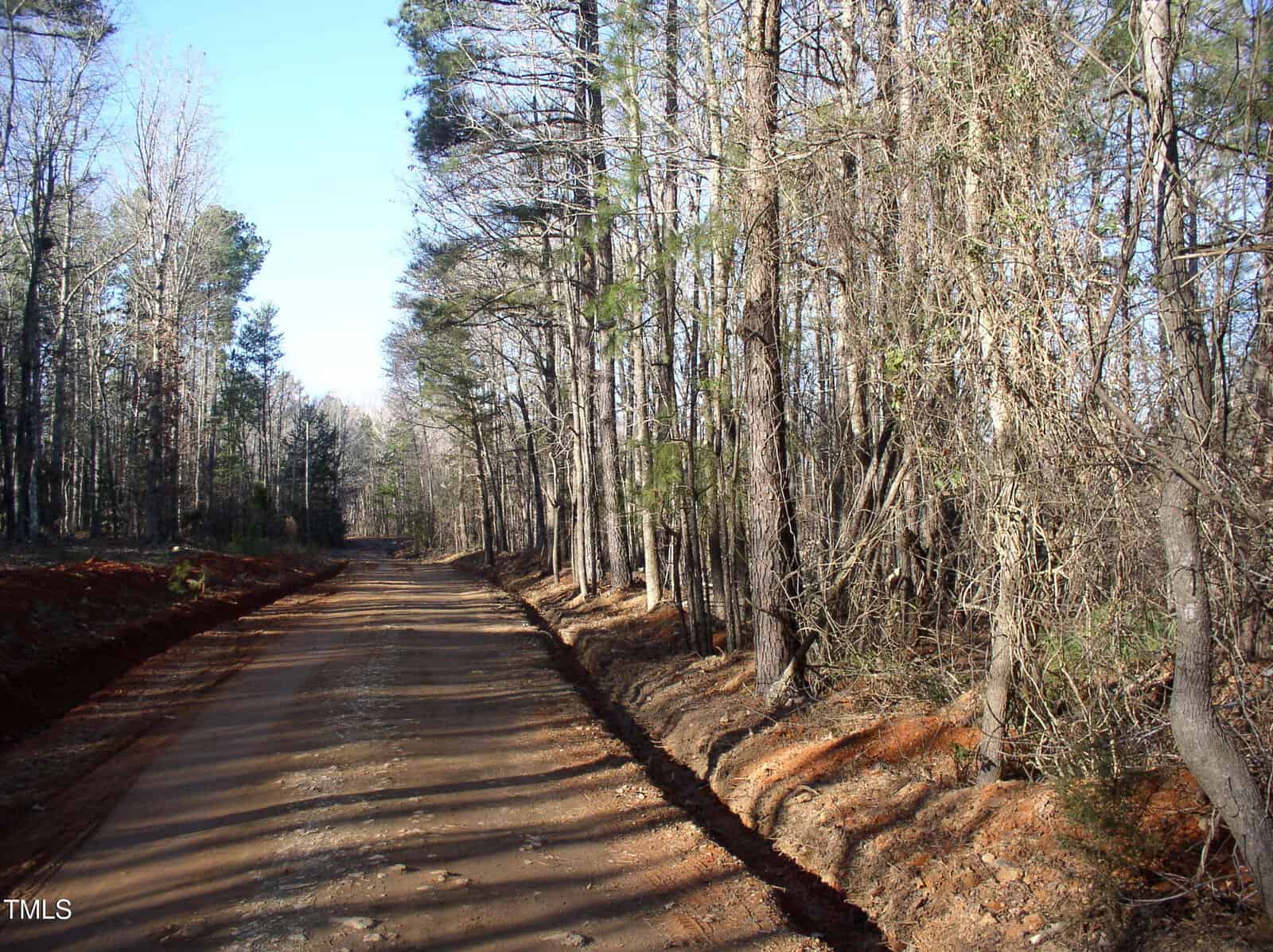 A dirt road runs through a forest with tall, leafless trees on either side. The ground is covered with dry leaves, and the sky is clear. Shadows from the trees stretch across the road.