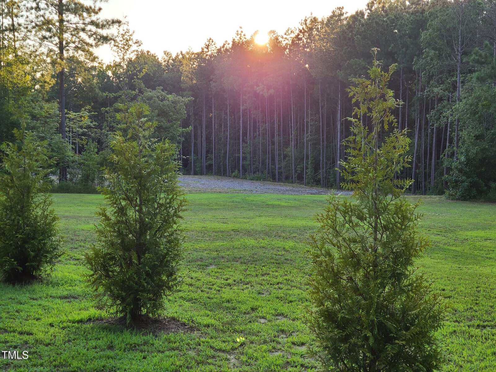 A grassy area with small evergreen trees, likely cedars, in the foreground. In the background, there is a forest of taller trees. The sun is setting or rising behind the forest, casting a warm glow.
