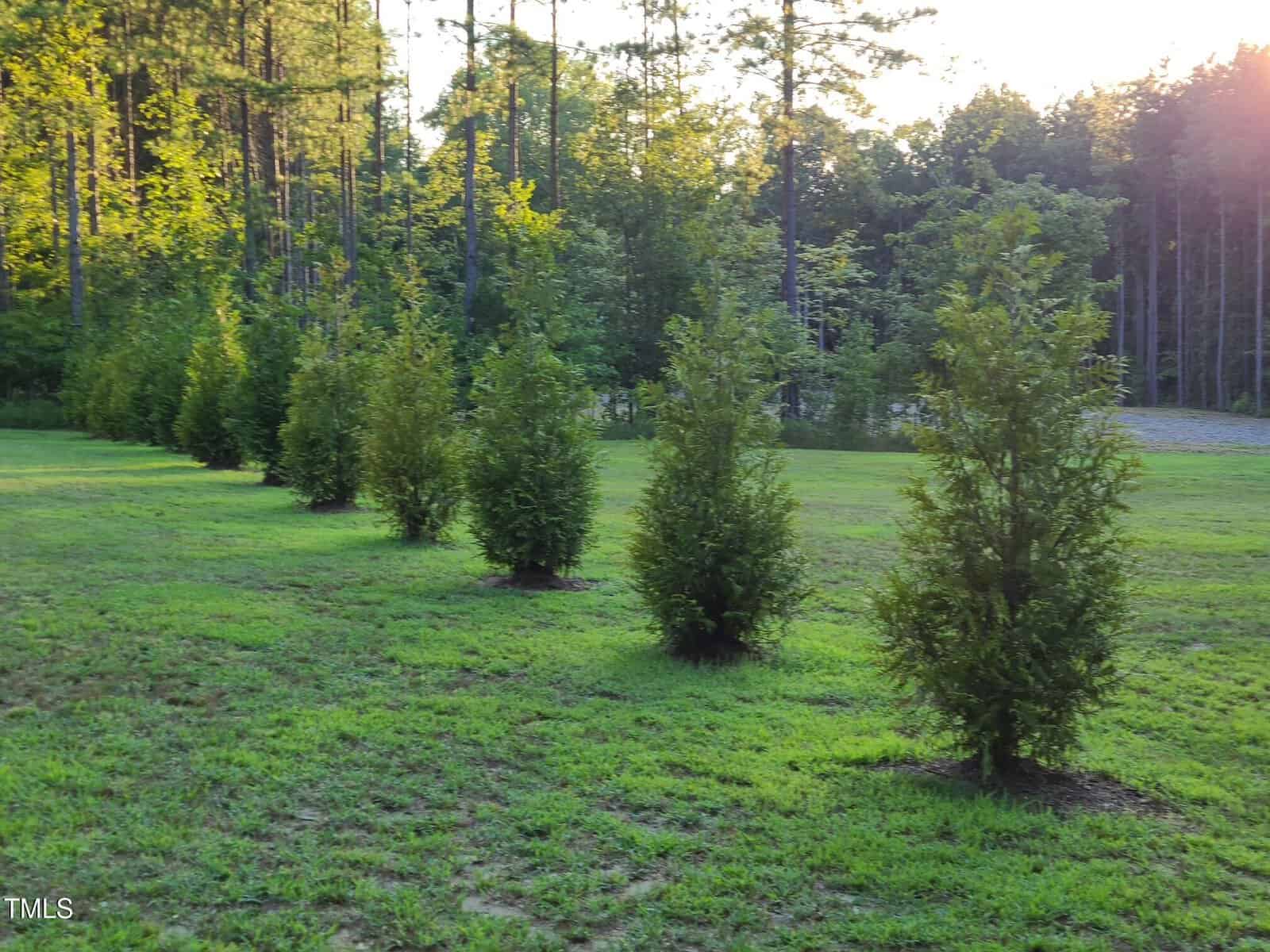 A row of small evergreen trees planted on a grassy lawn, with a forested area in the background. The sun is setting, casting a warm glow over the scene. The trees are evenly spaced and the grass is neatly mowed.