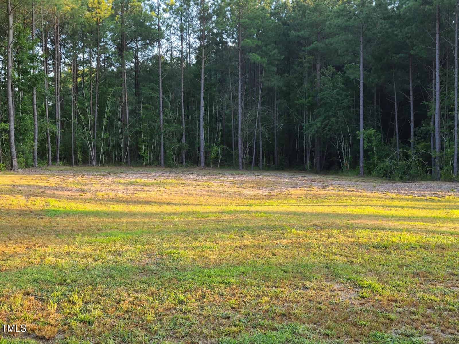 A grassy clearing with sunlight filtering through dense trees. The trees are tall and form a wooded backdrop, casting faint shadows on the ground. The scene is serene and captures a transition from light to shade.