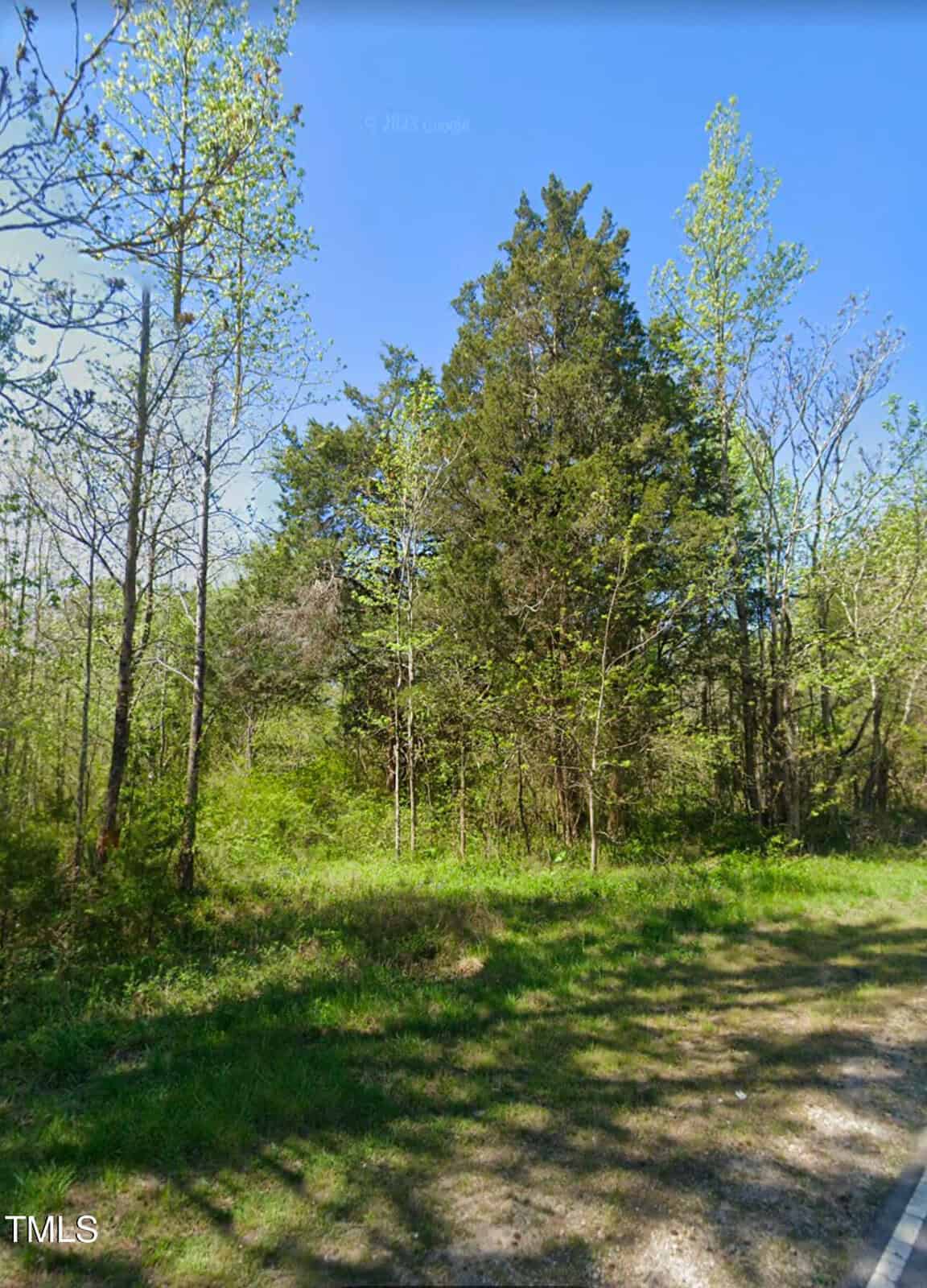 A lush, green forest with tall trees under a clear blue sky in Henderson. The ground is covered with grass and patches of sunlight filter through the foliage, casting a golden glow near Tungsten Road. A dirt path runs along the right side of the image.
