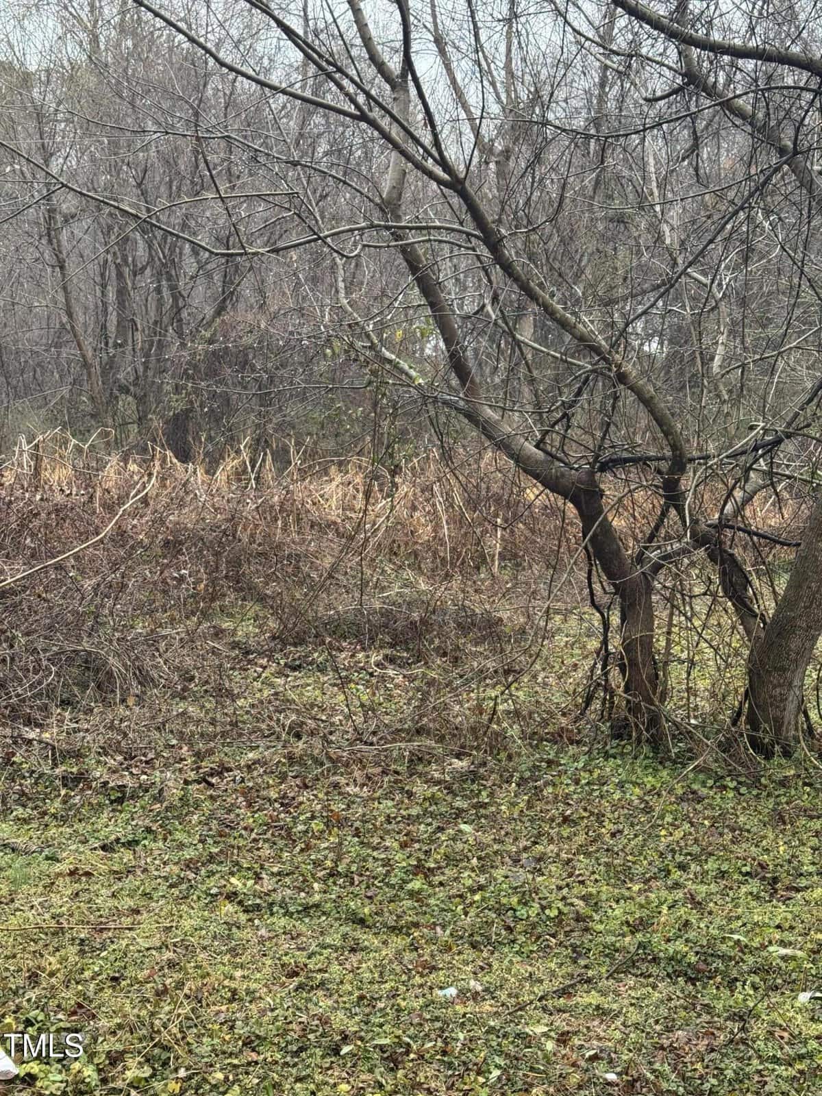 A scene of leafless trees with thin trunks and branches in a sparse grassy area. The ground is covered with patches of green grass and dry plants. The sky is overcast, creating a muted and serene atmosphere.