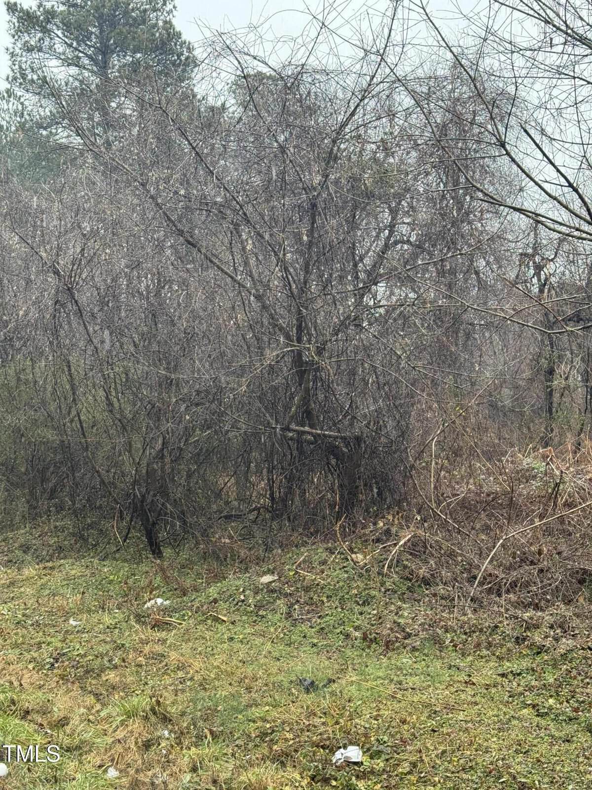 A dense thicket of bare, intertwined tree branches and vines sits at the edge of a grassy area. The sky is overcast, and the scene has a muted, wintry appearance. In the foreground, patches of green grass and scattered debris are visible.