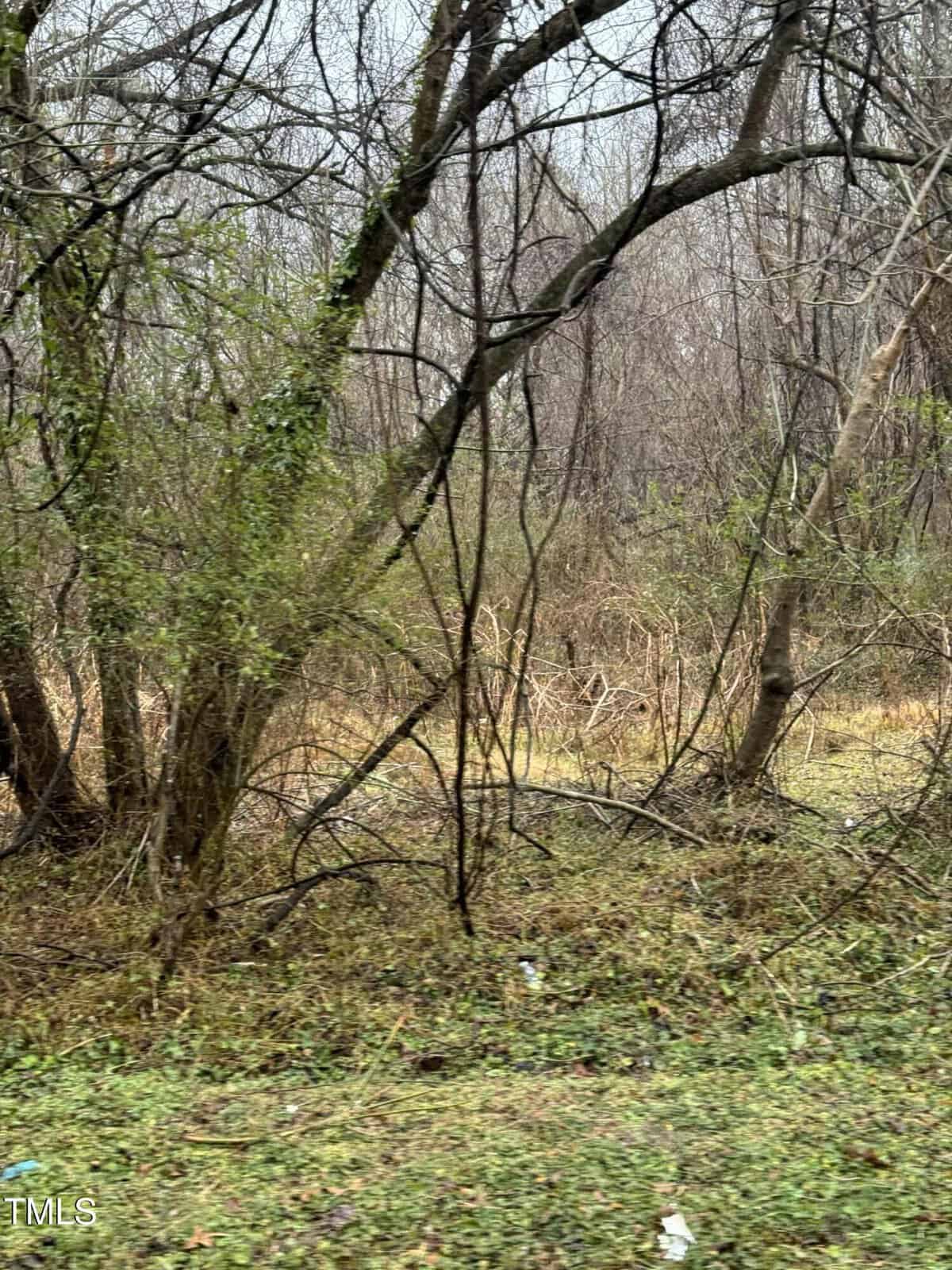 A dense thicket of bare trees and young bushes stands in a forested area. The ground is covered with grass and scattered leaves. A few bits of trash are visible on the ground, and the sky appears overcast.
