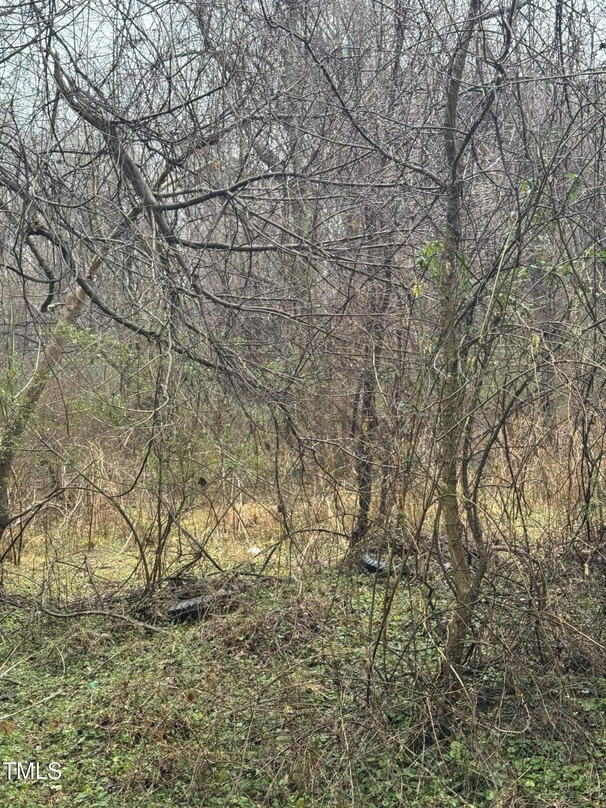 A dense thicket of leafless trees and branches in a wooded area. The ground is covered with sparse green grass and some fallen leaves. The overcast sky gives the scene a dull, gloomy appearance.