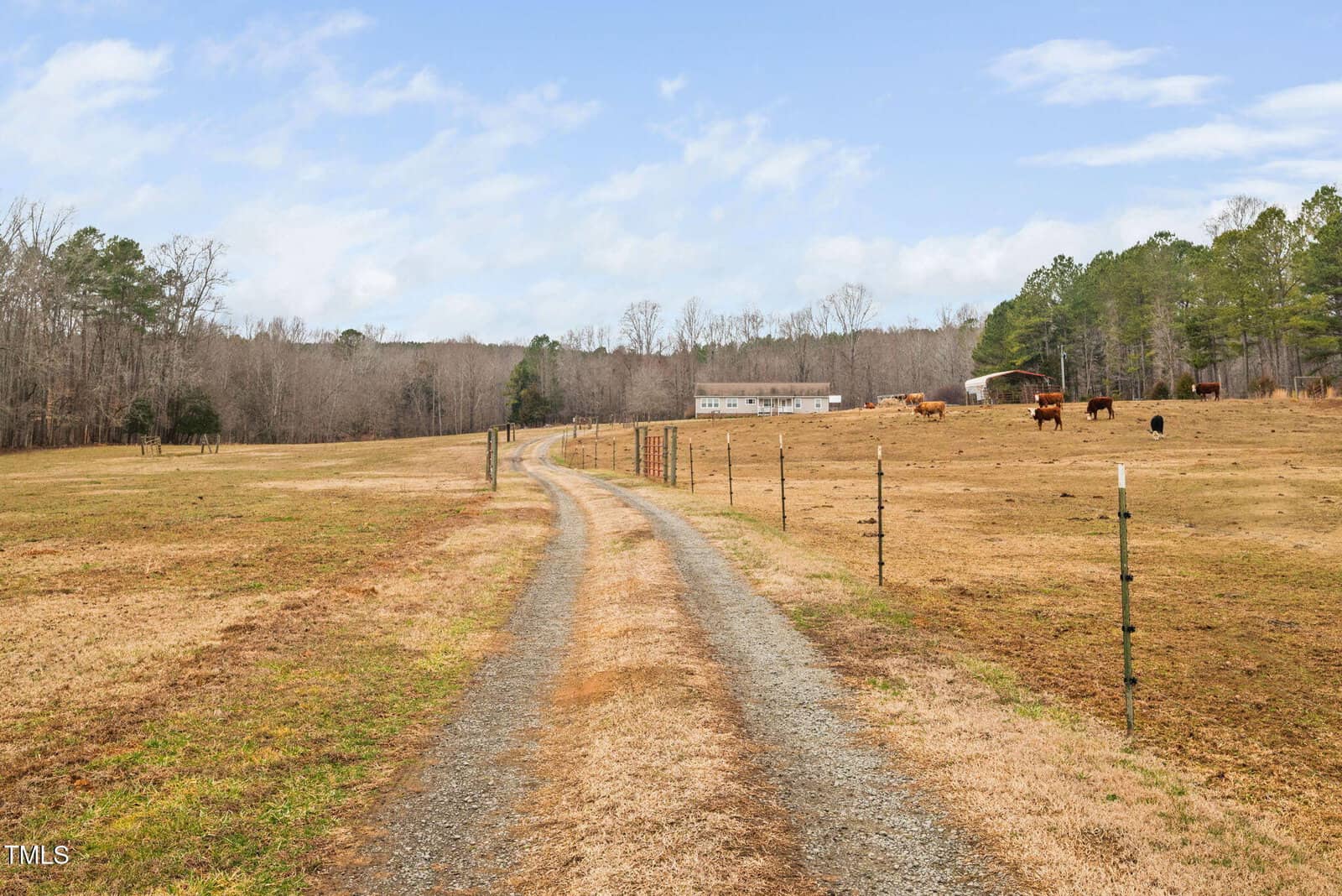 A gravel road leads through a fenced pasture towards a house in the distance. Trees line the edge of the field, and several cows graze in a section to the right. The sky is partly cloudy.
