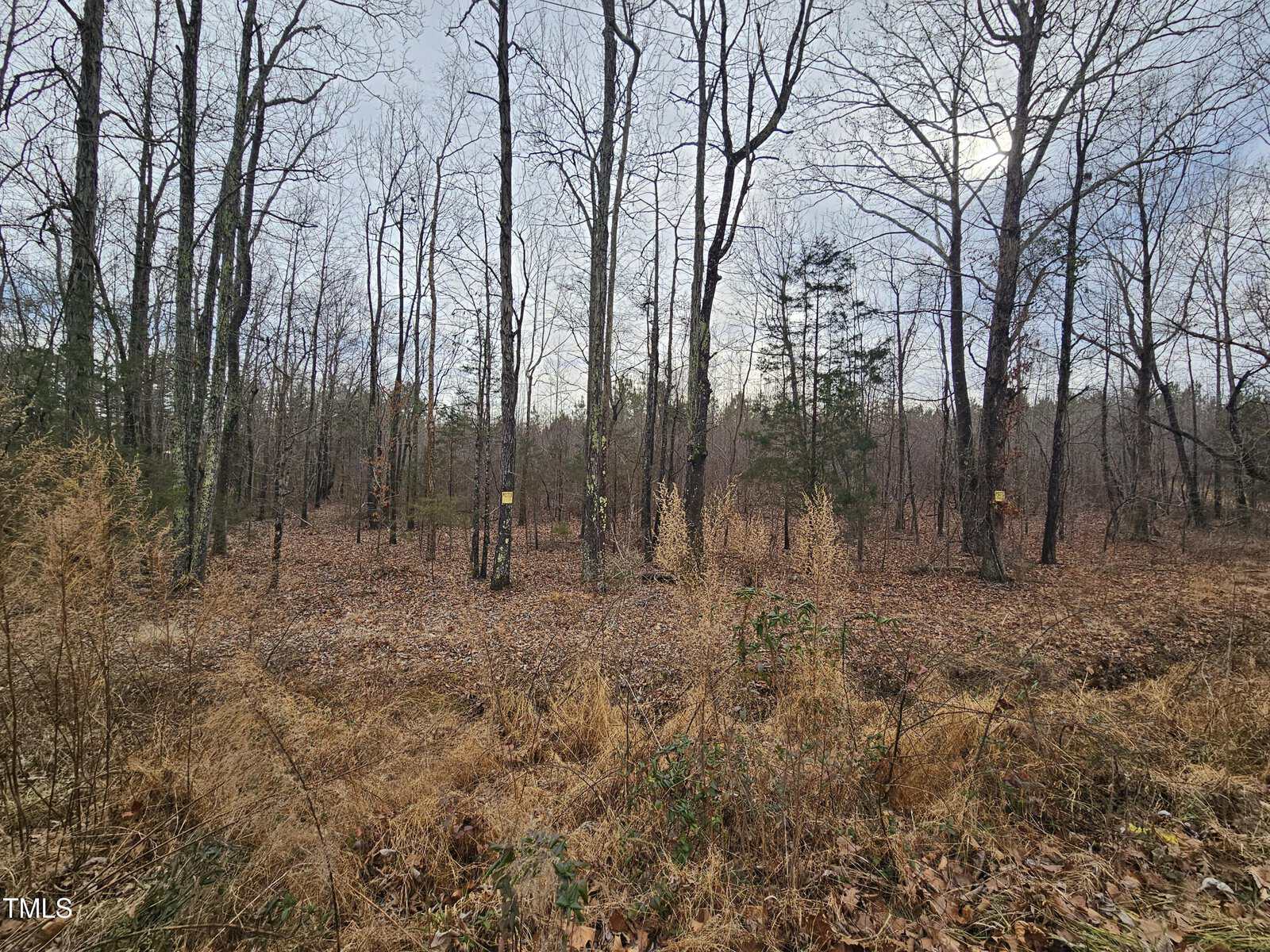 A leafless forest with tall trees stands under a cloudy sky on 0 Charlie Stovall Road, Oxford. The ground is covered with dry leaves and grass, while some trunks display yellow and orange markers. Sparse green foliage peeks through the trees.