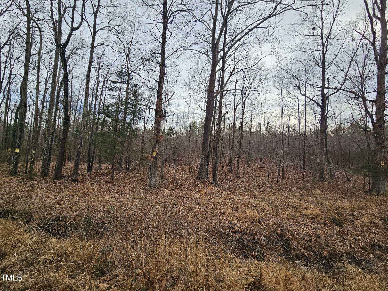 A forest scene in late autumn with bare trees and a ground covered in fallen leaves. Some trees have yellow markers. The sky is overcast, and brown grass is visible in the foreground.