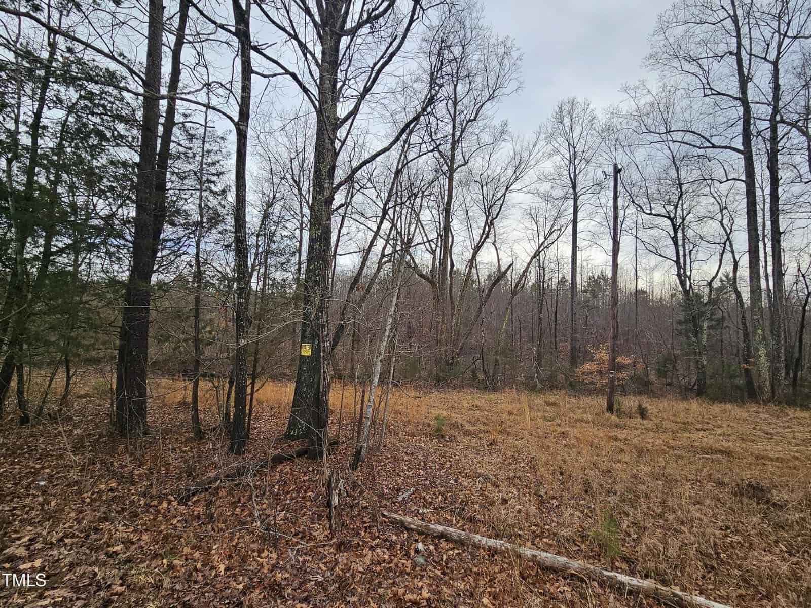 A forest scene with mostly bare trees, some evergreens, and a forest floor covered in brown leaves and grass. A small yellow sign is visible on a tree trunk. The sky is overcast.