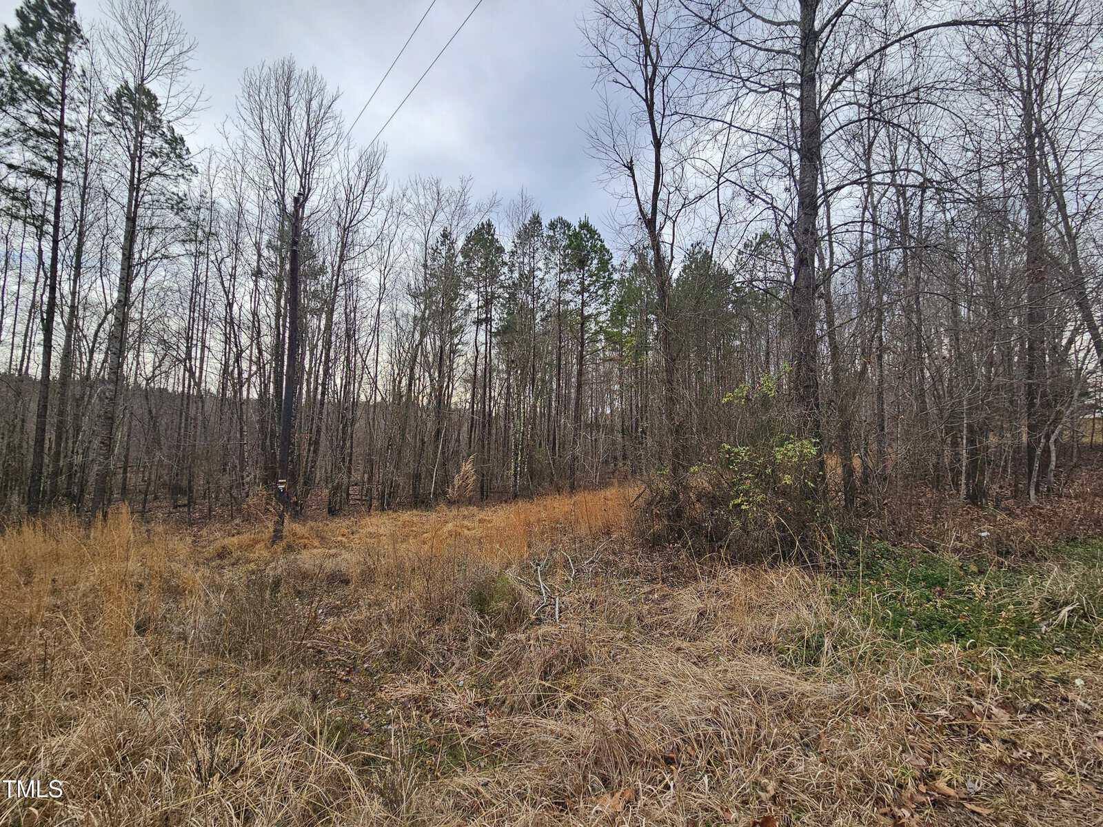 A landscape with leafless trees and dense foliage in a forested area. The ground is covered with dry grass and some green patches. The sky is overcast, creating a muted atmosphere. Power lines are visible at the top of the image.
