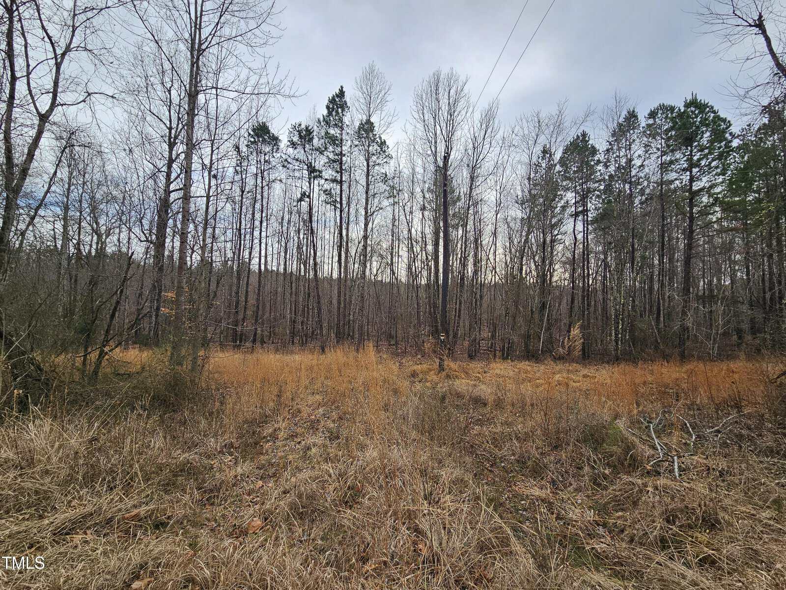 A grassy field stretches out with dry, yellowish vegetation, bordered by a dense line of leafless trees. The sky is overcast, casting a muted light over the scene. Tall pine trees are visible in the background among the bare branches.