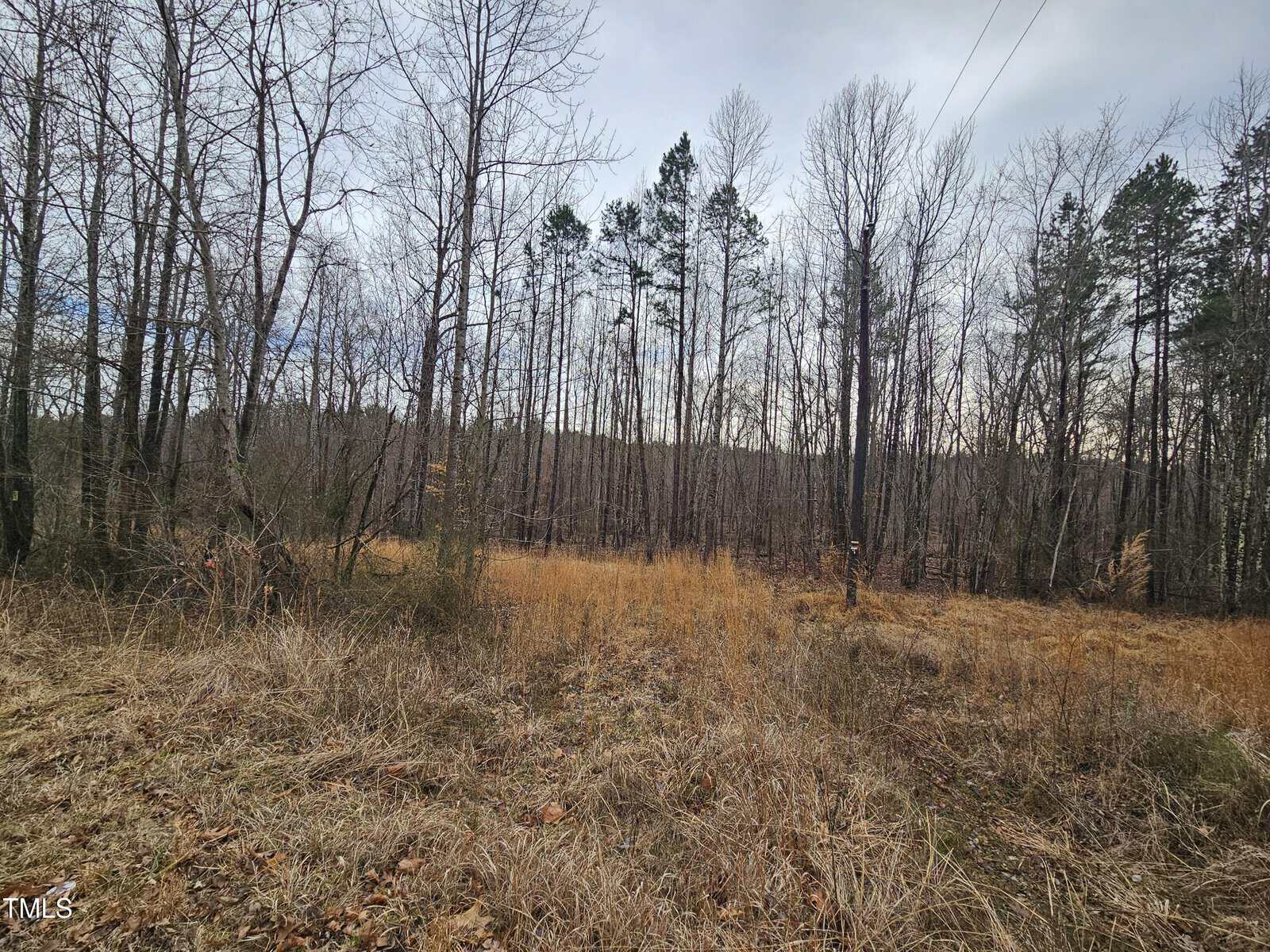 A forest scene with a mix of leafless and evergreen trees. The ground is covered in dry grass and scattered leaves. The sky is overcast, and there is a power line visible in the top right corner.