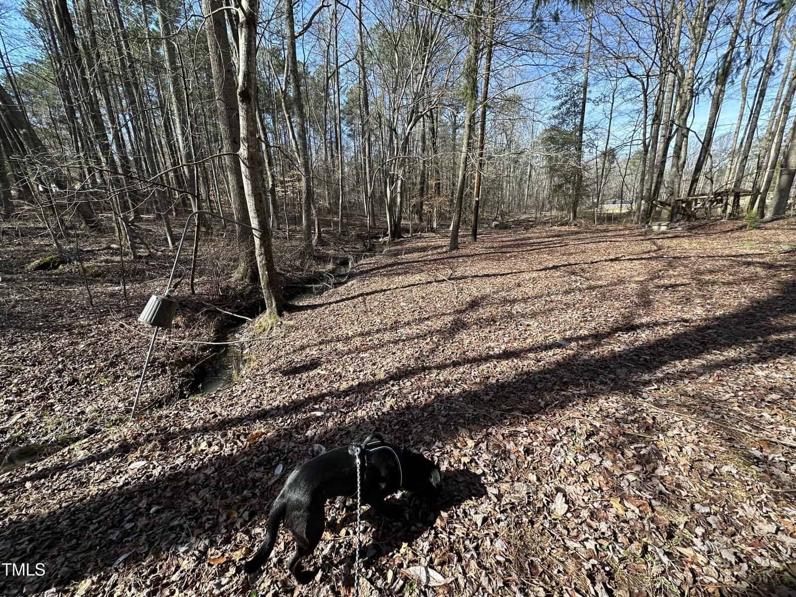 A black dog wearing a harness sniffs the leaf-covered ground in a wooded area with bare trees under a clear blue sky. A metal bird feeder hangs on the left side near a small creek.