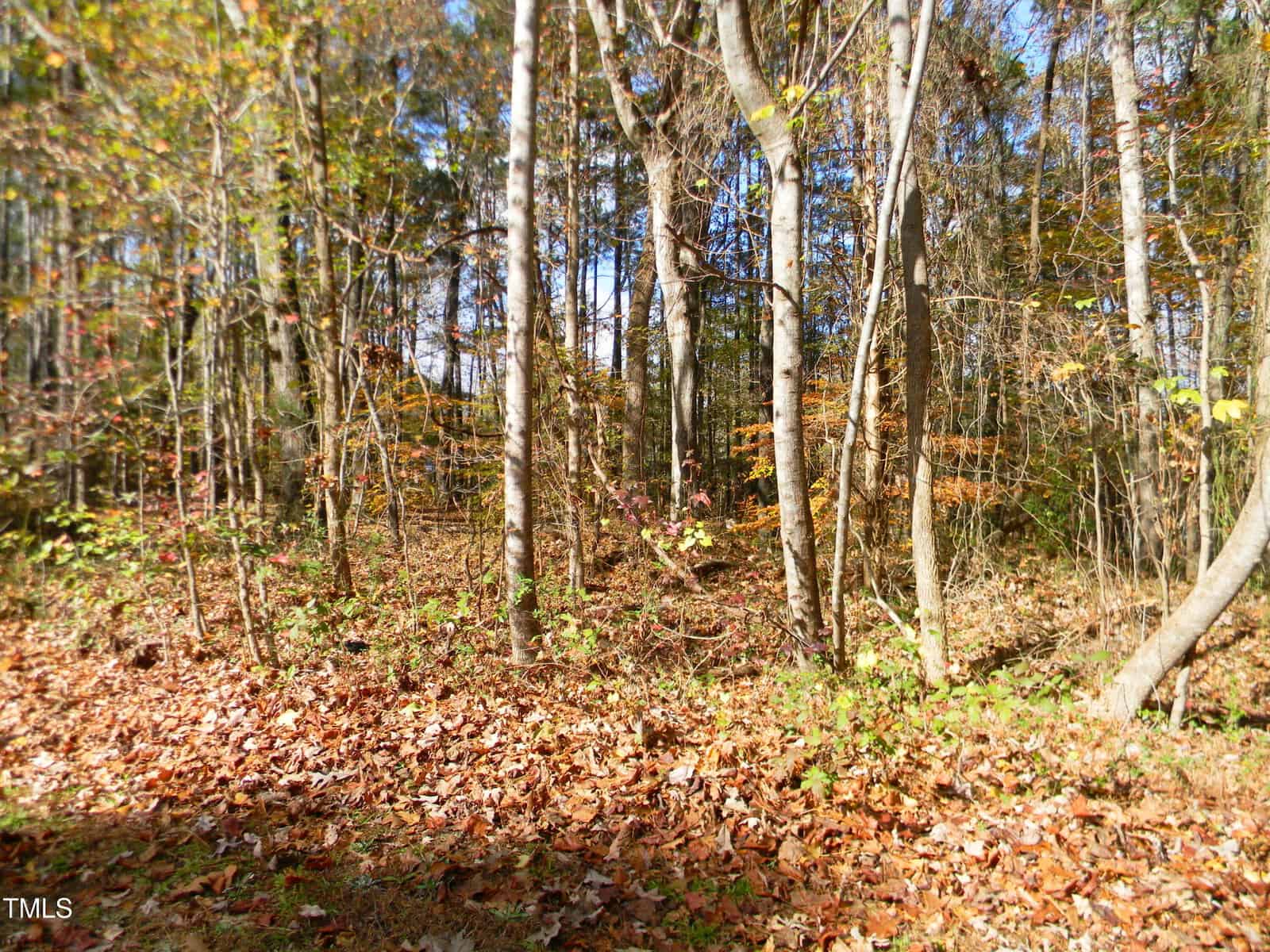 A forest scene near Lot 21 Lewis Lane features several tall, thin trees with a mix of green and brown leaves. The ground is blanketed with fallen leaves. Sunlight filters through, casting patches of light and shadow on the forest floor in this serene Henderson landscape.